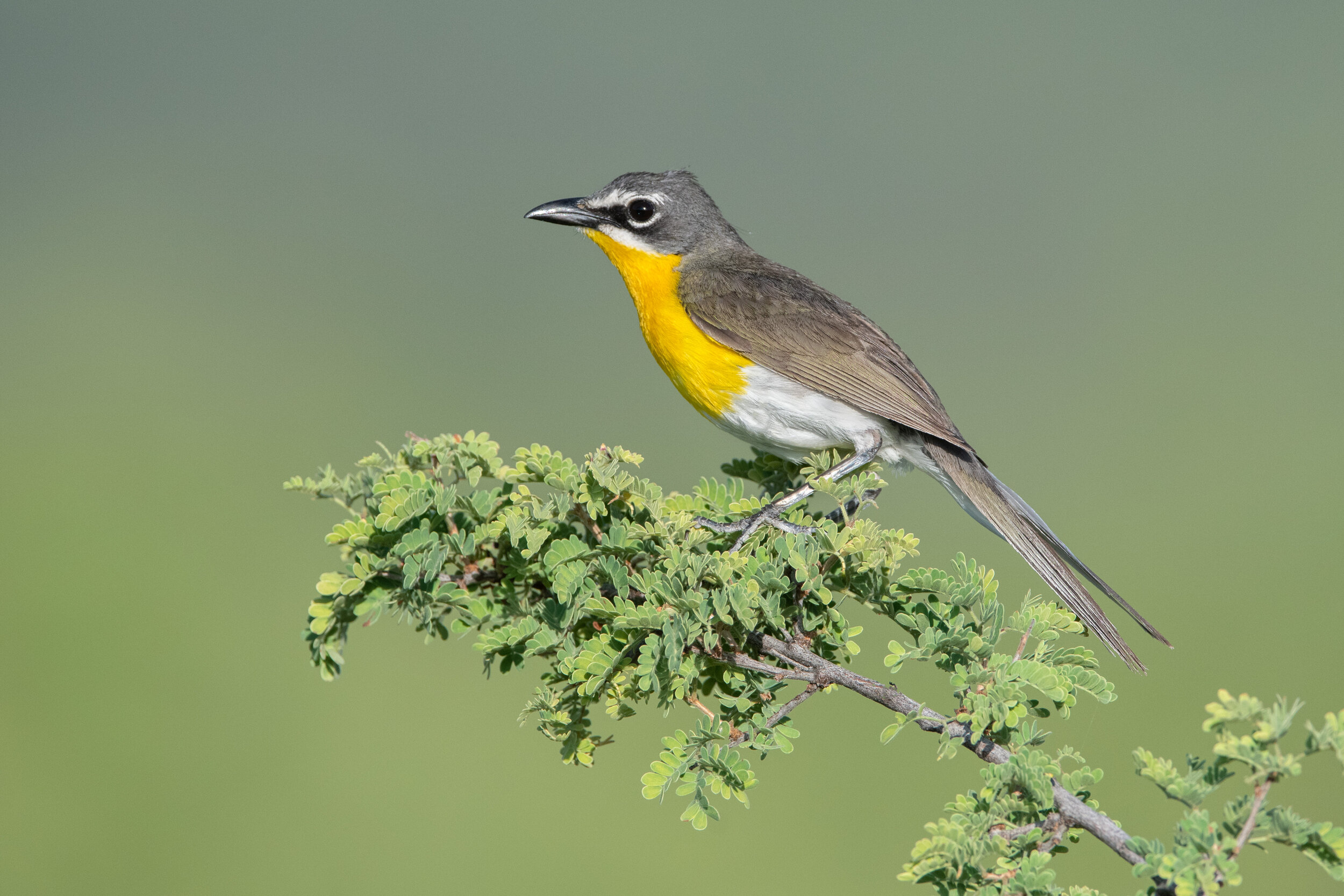 yellow-breasted_chat_7195b.jpg