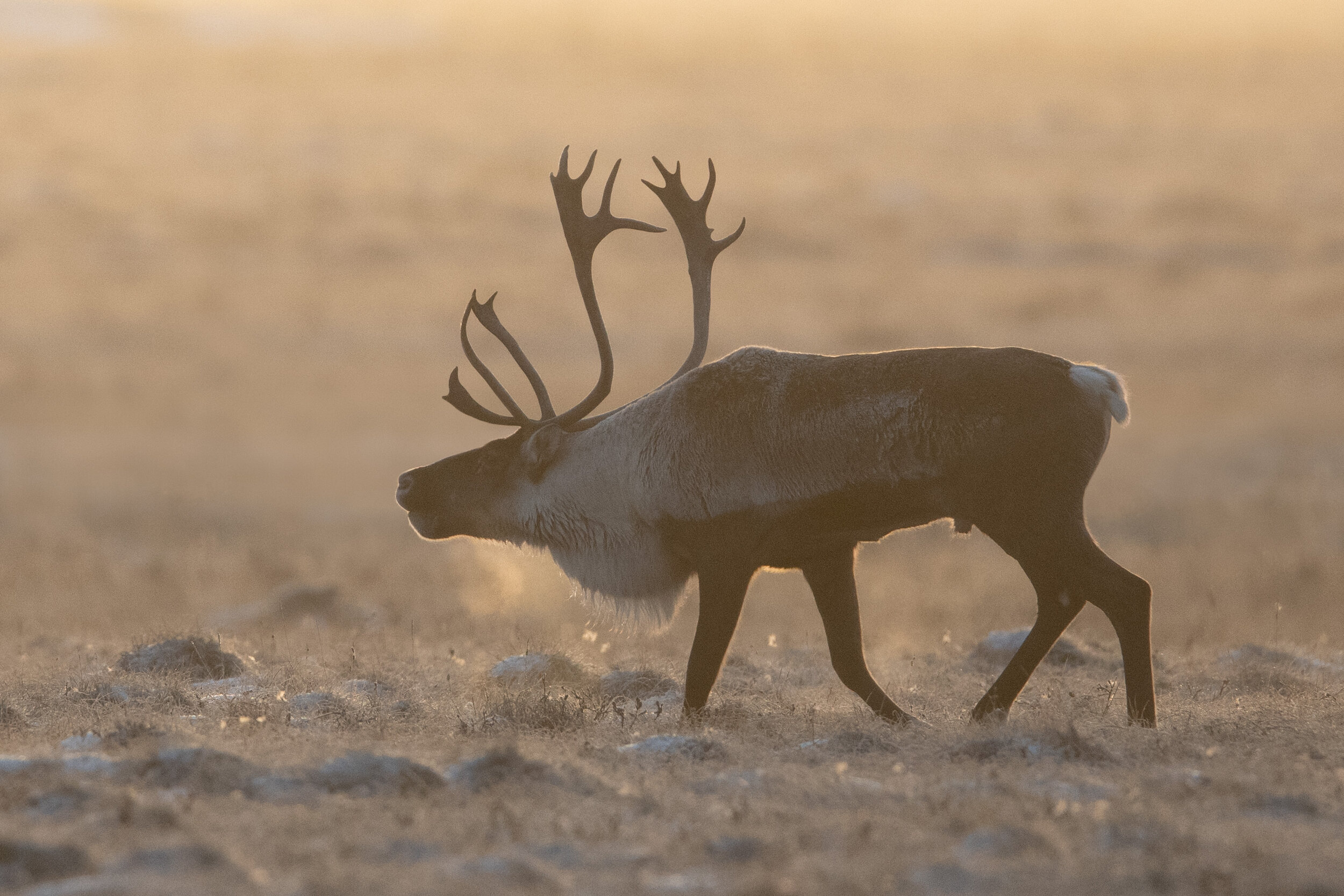 caribou_8643b.jpg