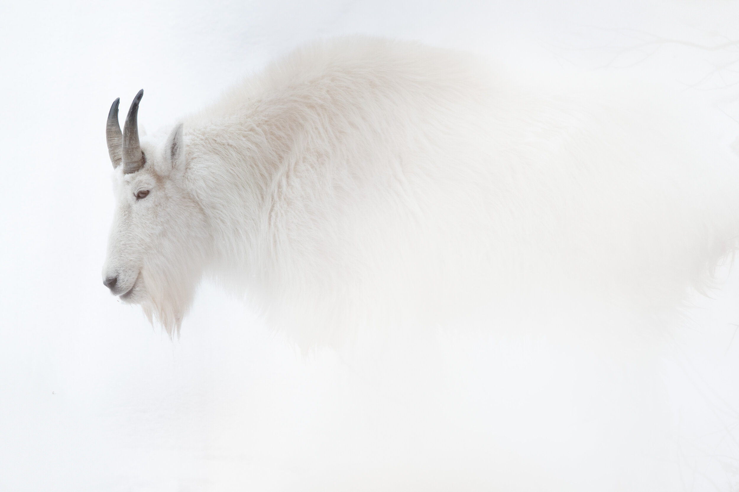 mountain_goat_004_3274b.jpg