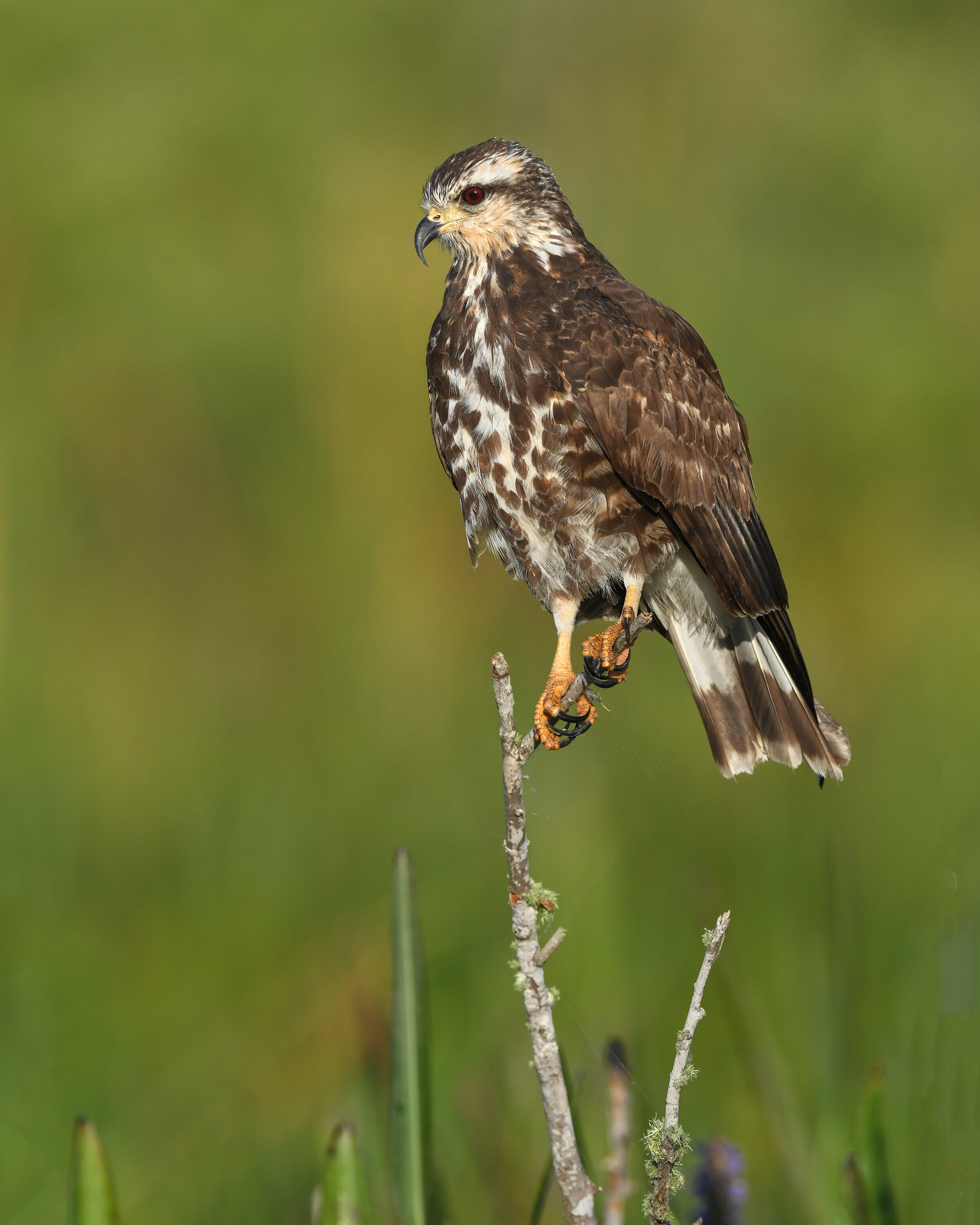 snail_kite_005_1580b.jpg