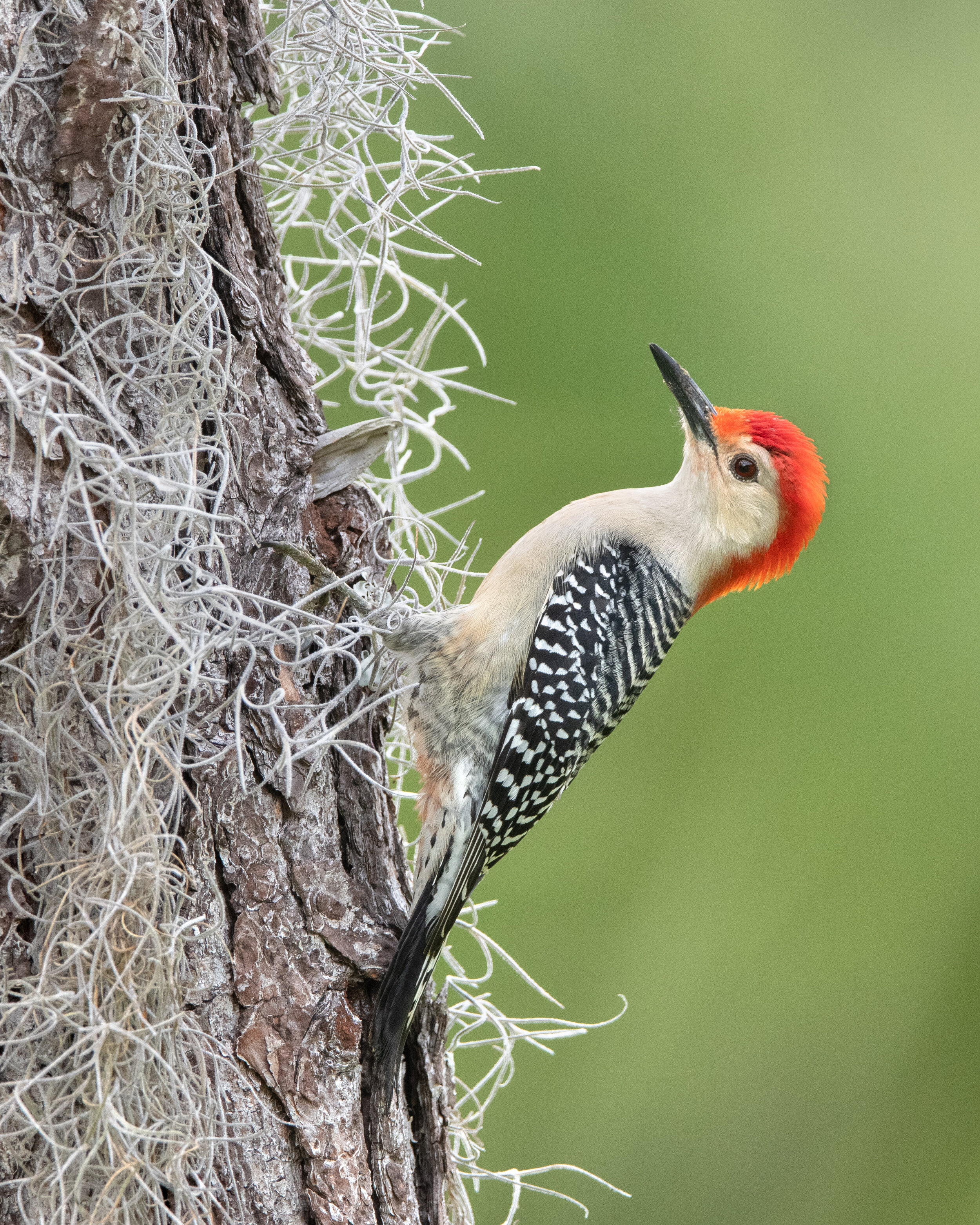 red-bellied_woodpecker_004_8928b.jpg