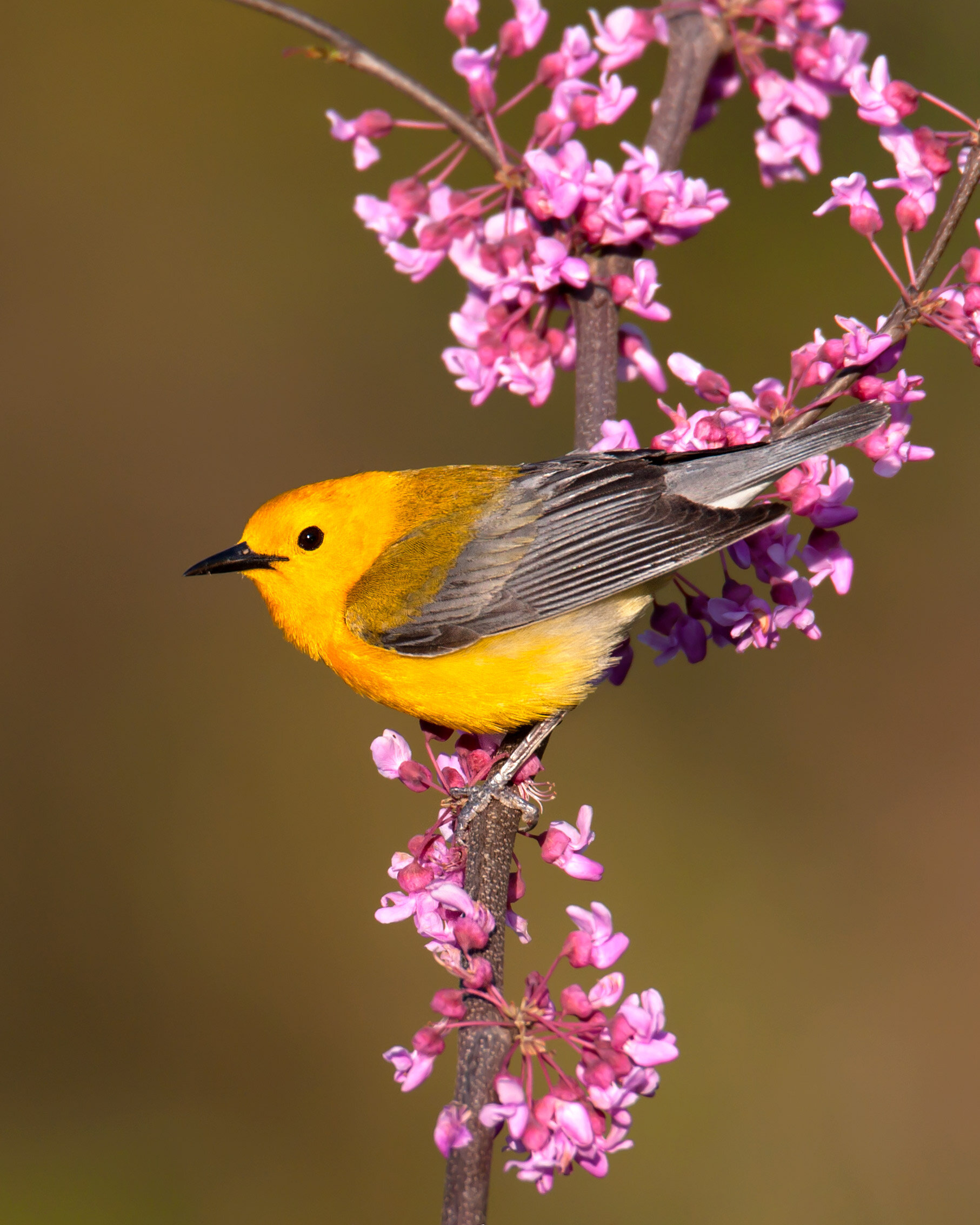 prothonotary_warbler_0110876a_4x5.jpg