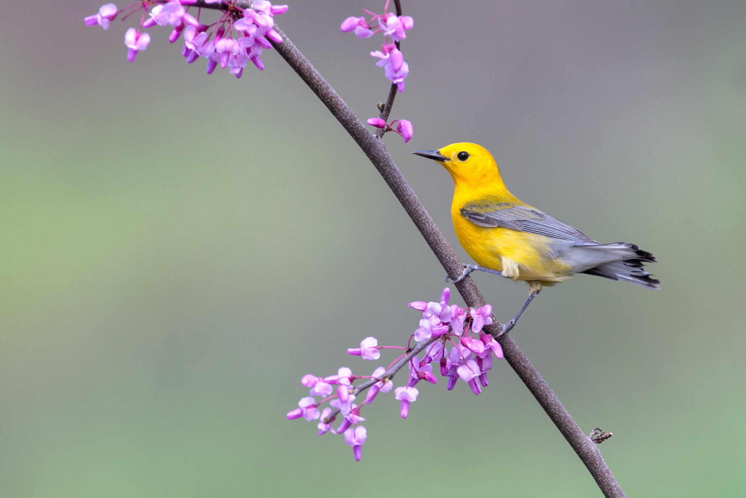 prothonotary_warbler_AG3P9222b.jpg