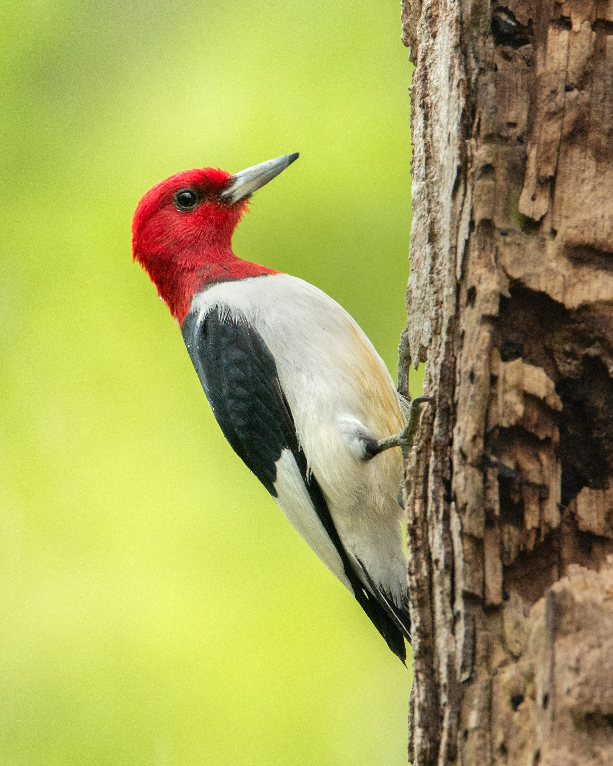 red-headed_woodpecker_002_1980b.jpg