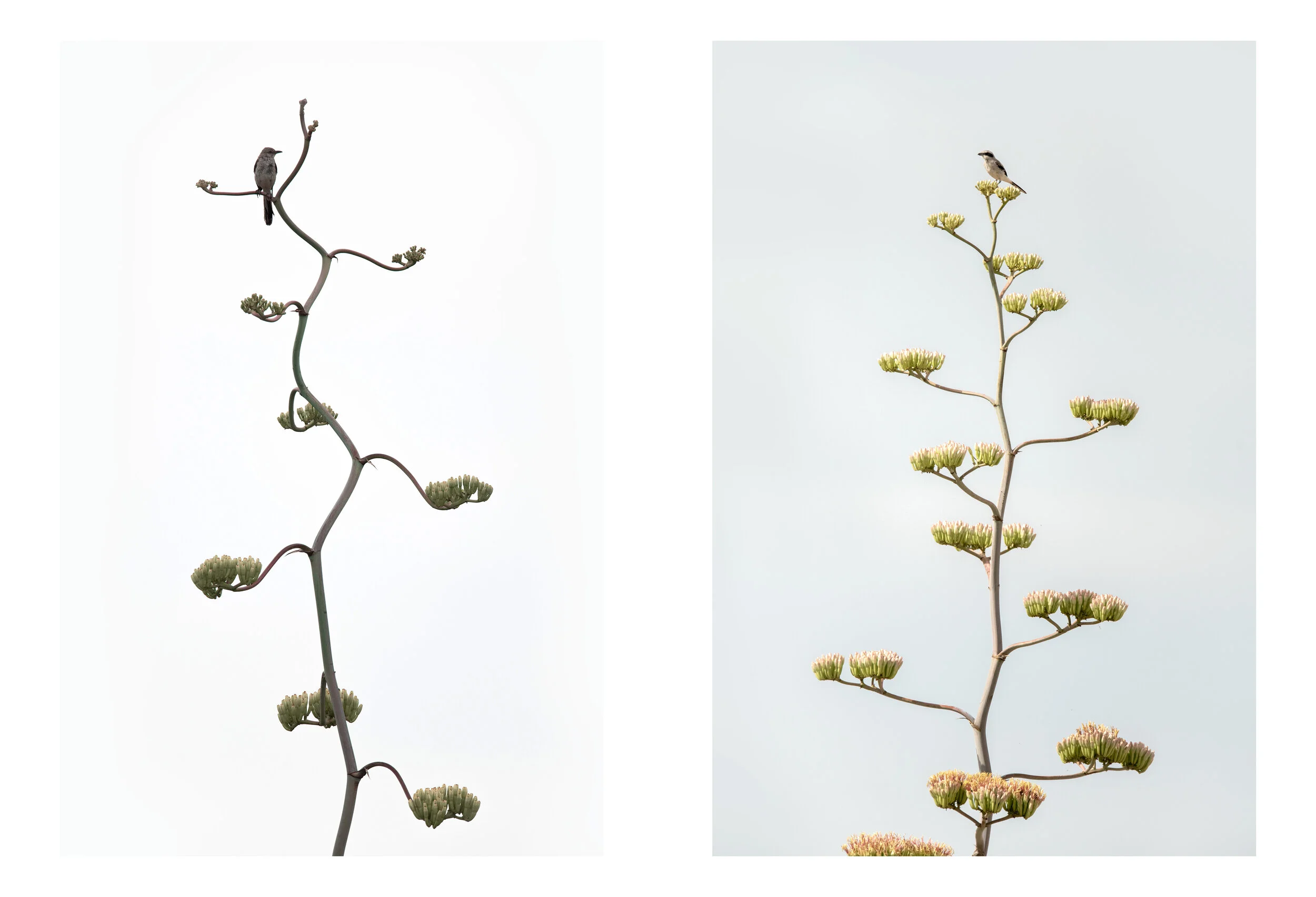 agave_double_display.jpg