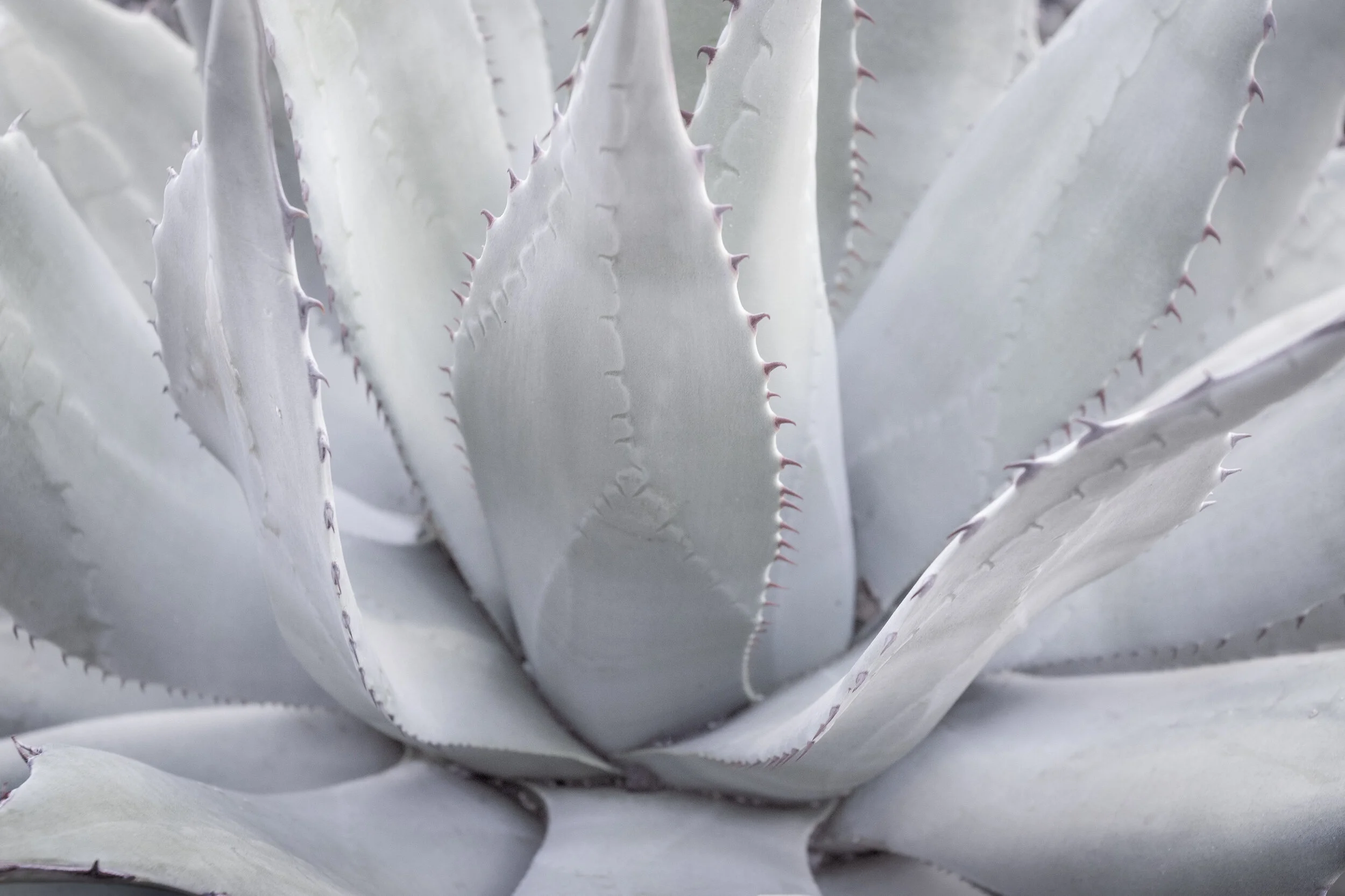yucca_C76A4233b35k.jpg