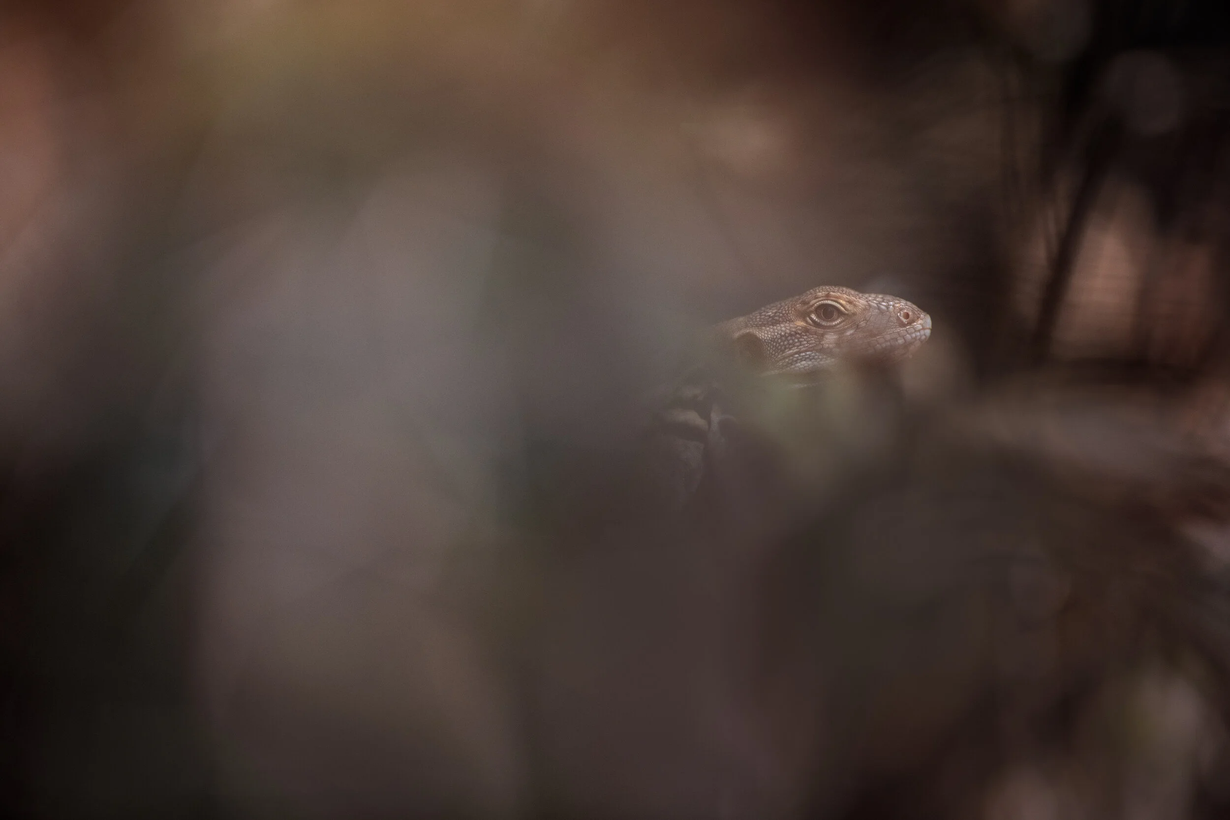 arizona_lizard_3108-Edit.jpg