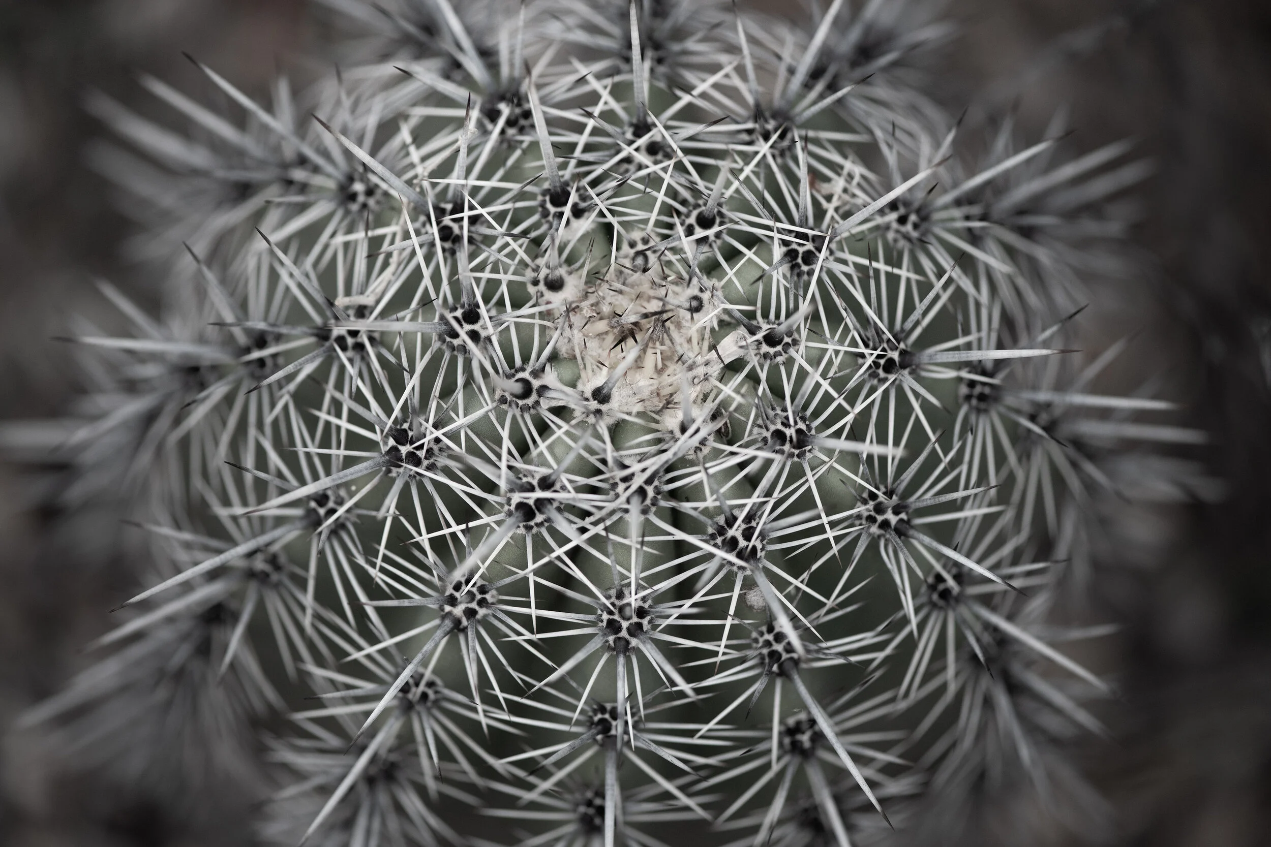twisted_barrel_cactus_DSC_3153b.jpg