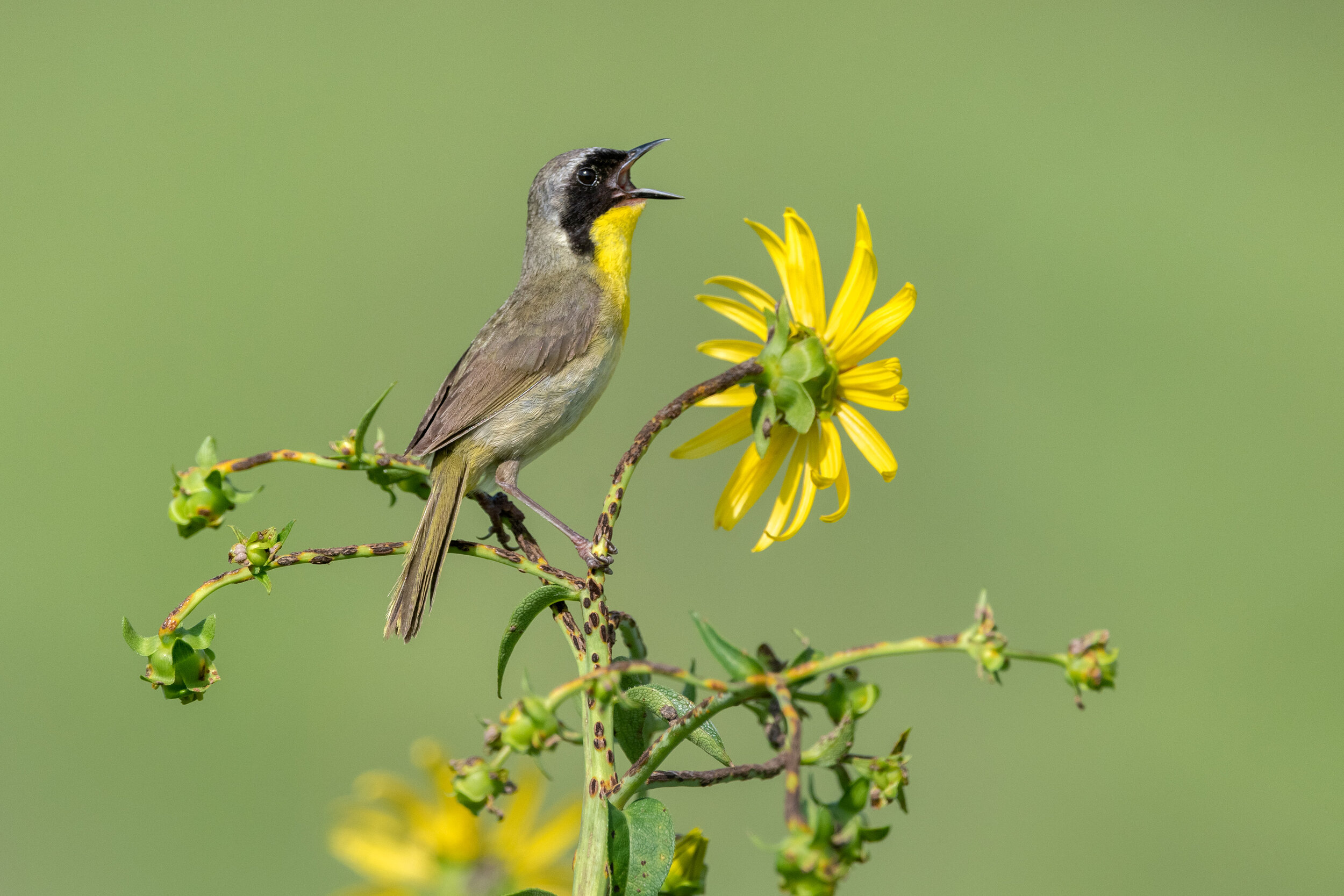 common_yellowthroat_005_0421b.jpg