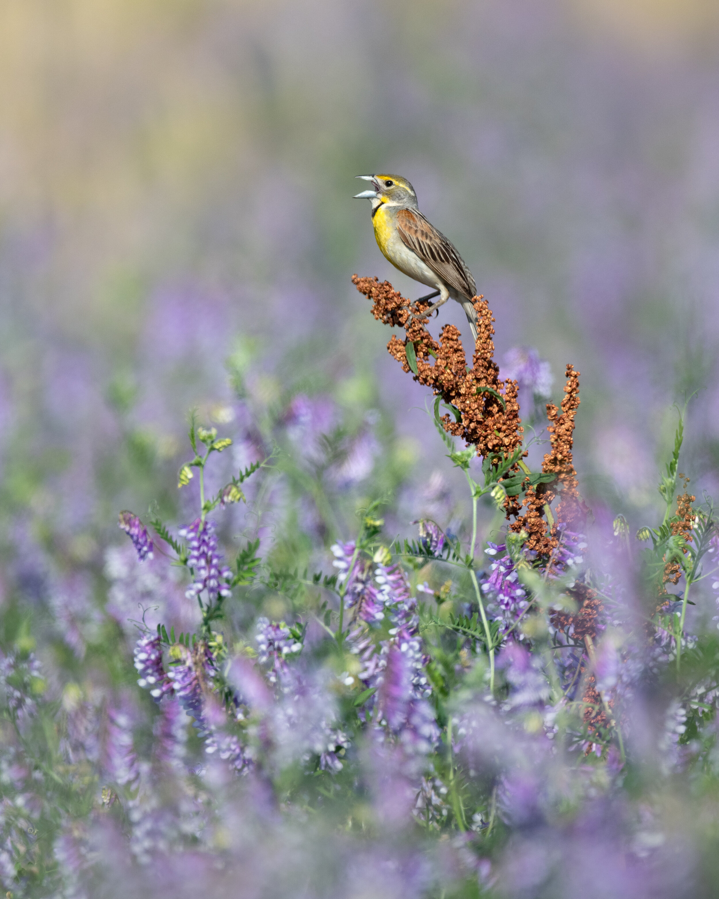 dickcissel_005_0679b.jpg