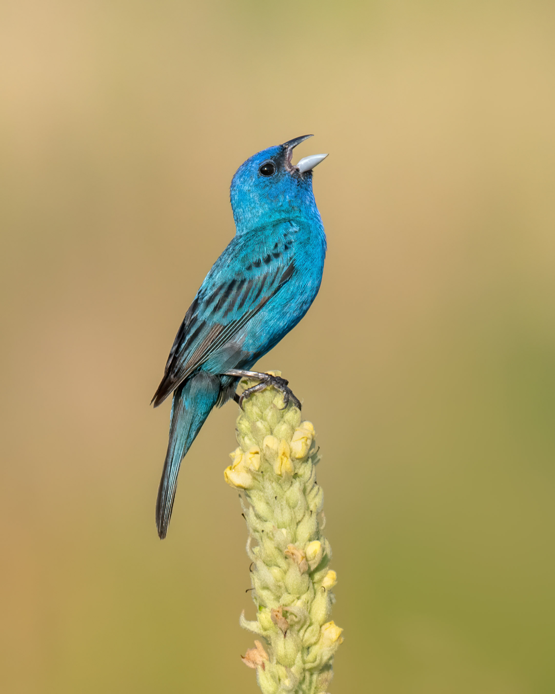 indigo_bunting_006_1679b_noise-Edit.jpg