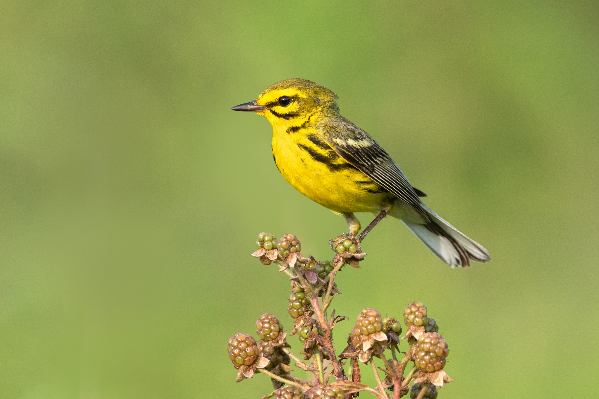 prairie_warbler_005_0868b.jpg