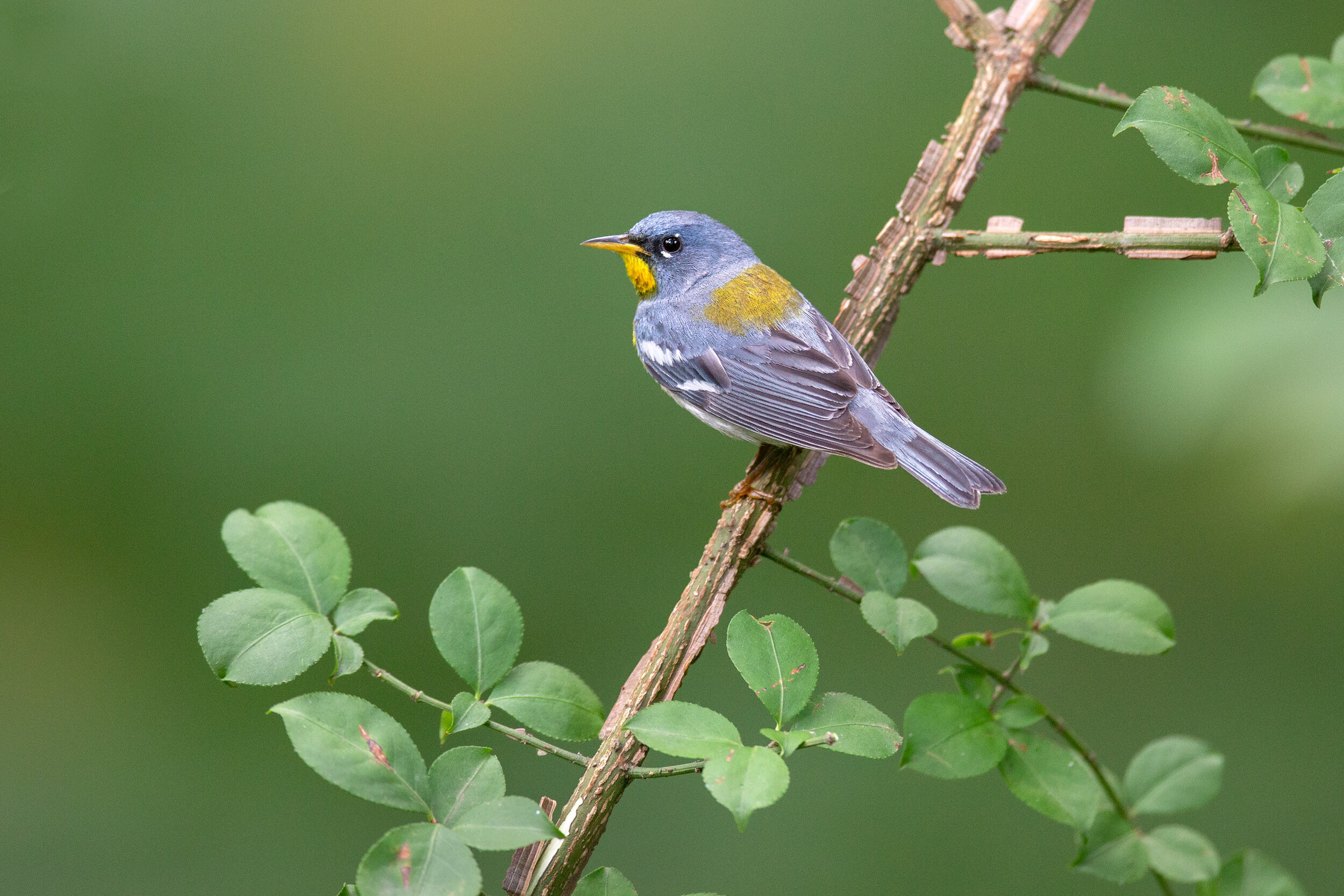 northern_parula_IMG_8833b.jpg