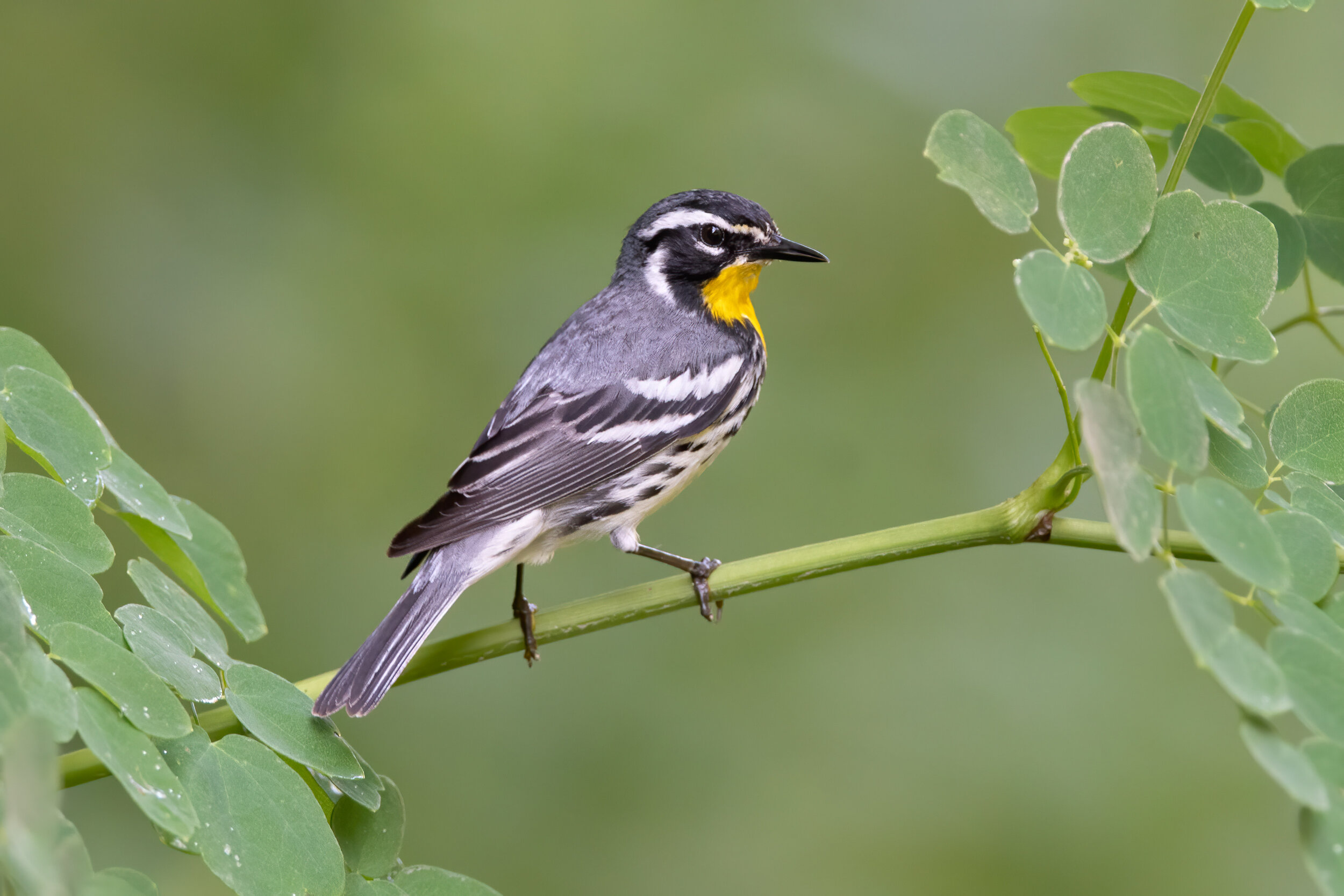 yellow-throated_warbler_006_1361b_noise.jpg