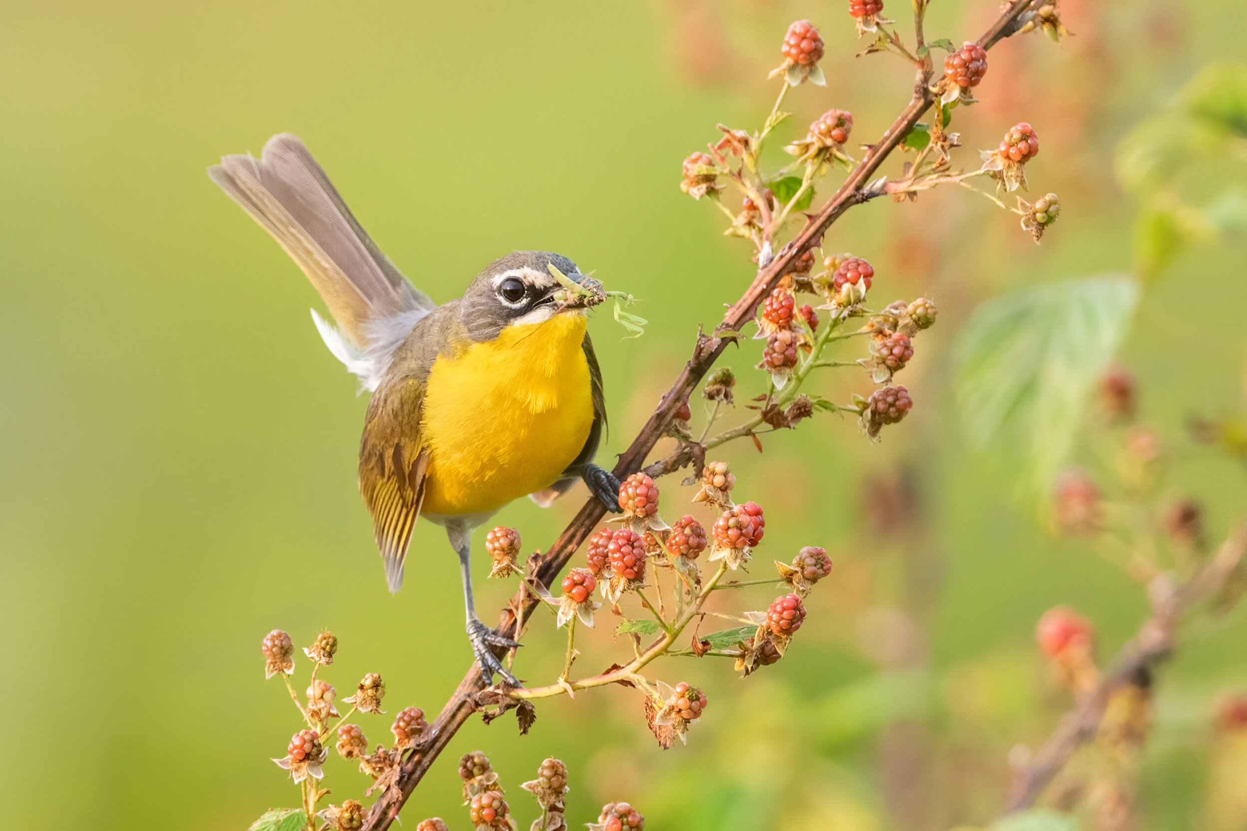 yellow-breasted_chat_005_1006c_noise.jpg