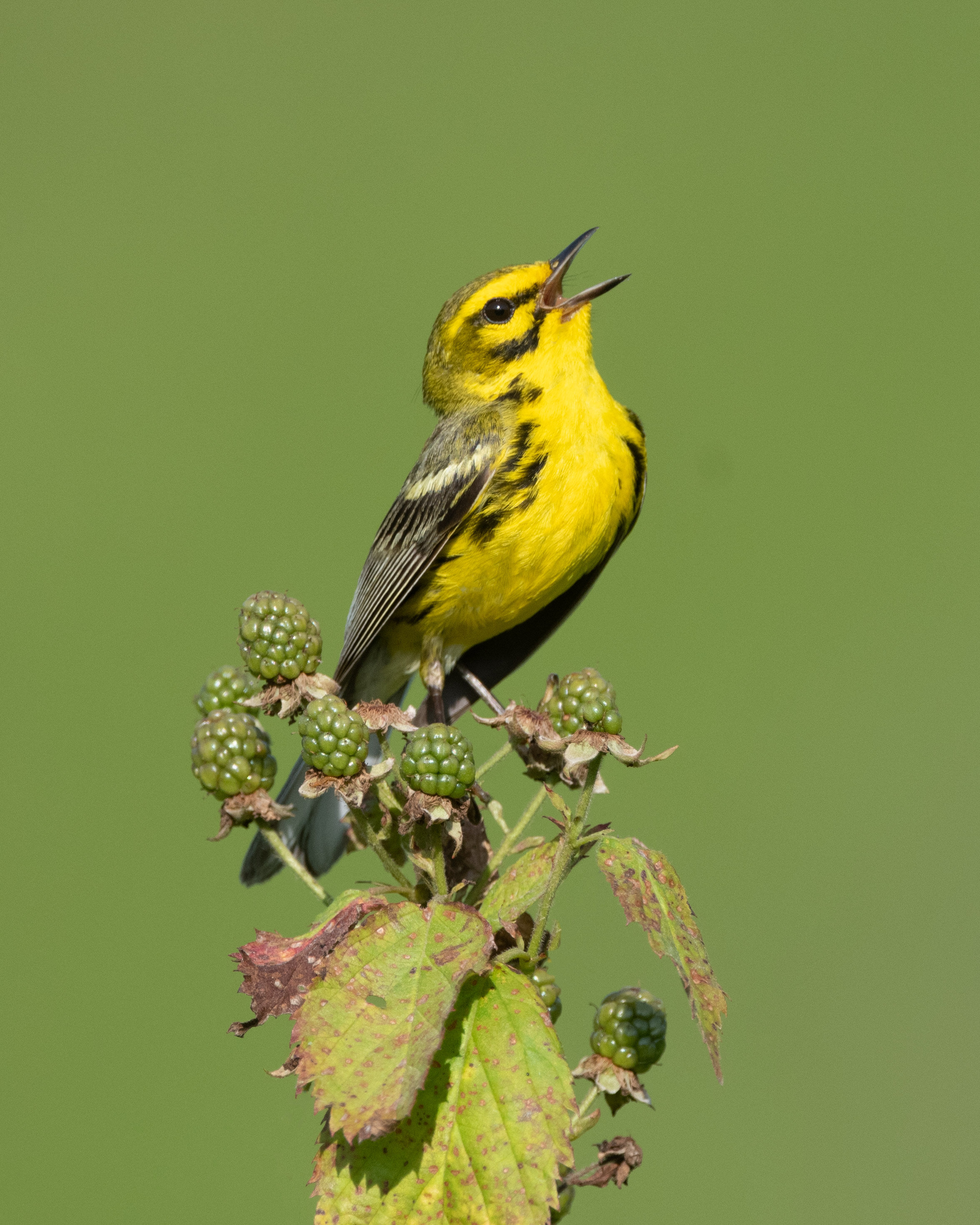 prairie_warbler_005_0770b.jpg