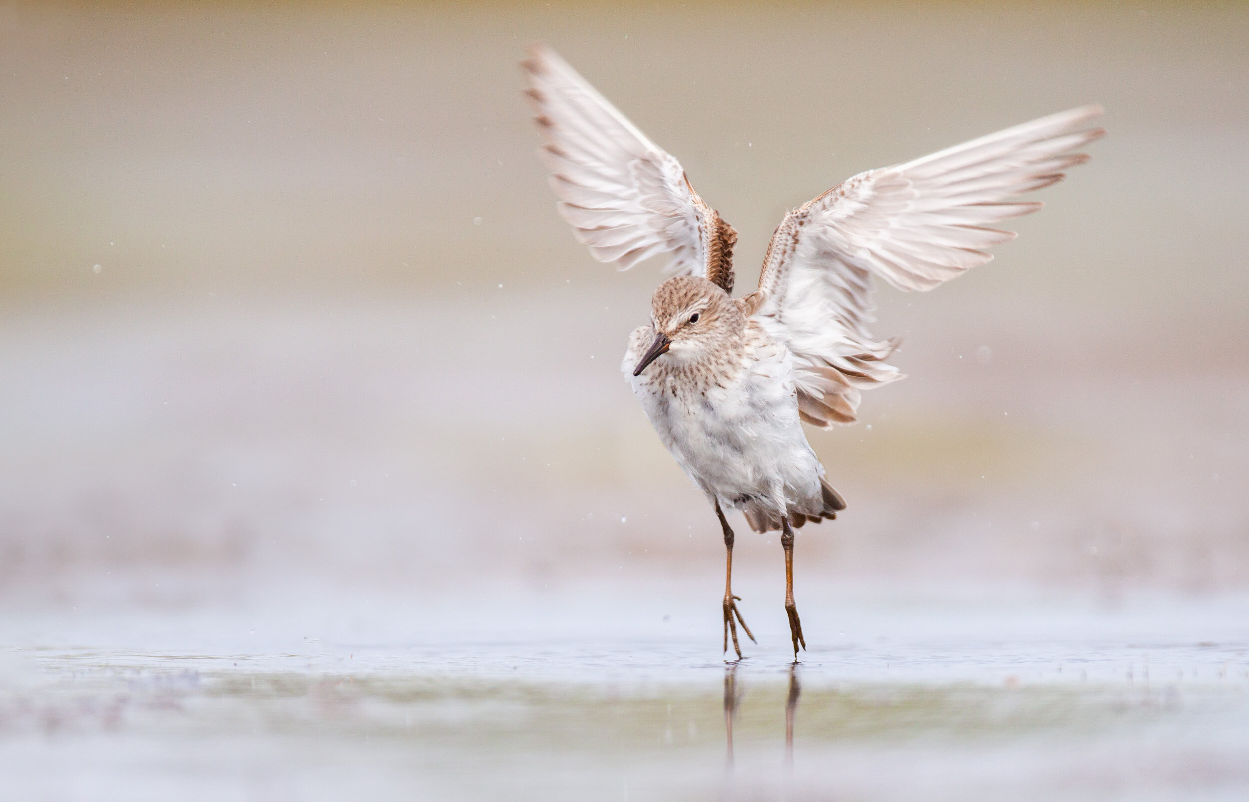 white-rumped_sandpiper_IMG_6304b.jpg