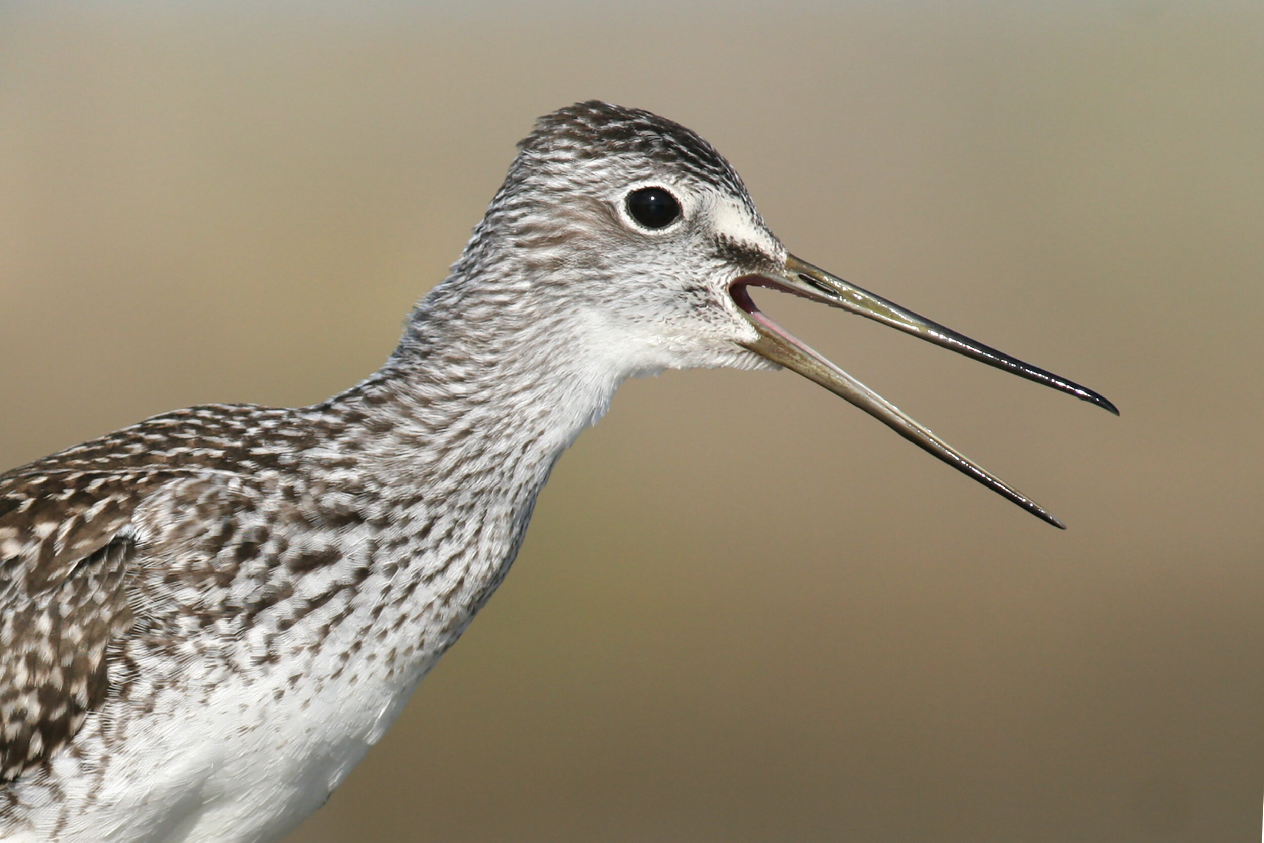 greater_yellowlegs_IMG_2361b.jpg