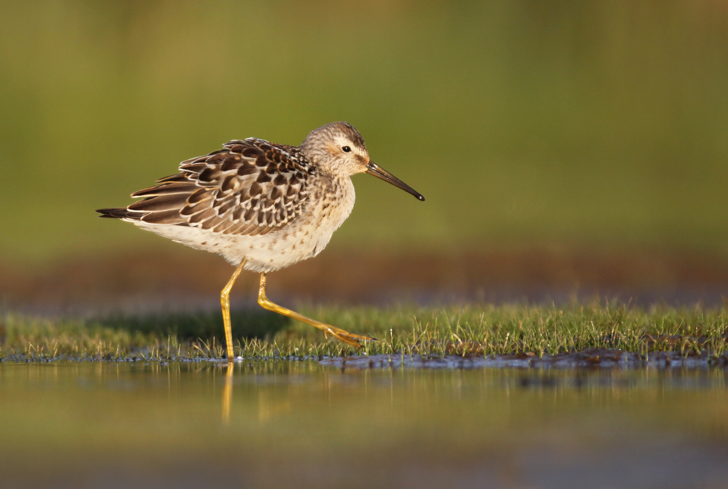 stilt_sandpiper_0177279b.jpg