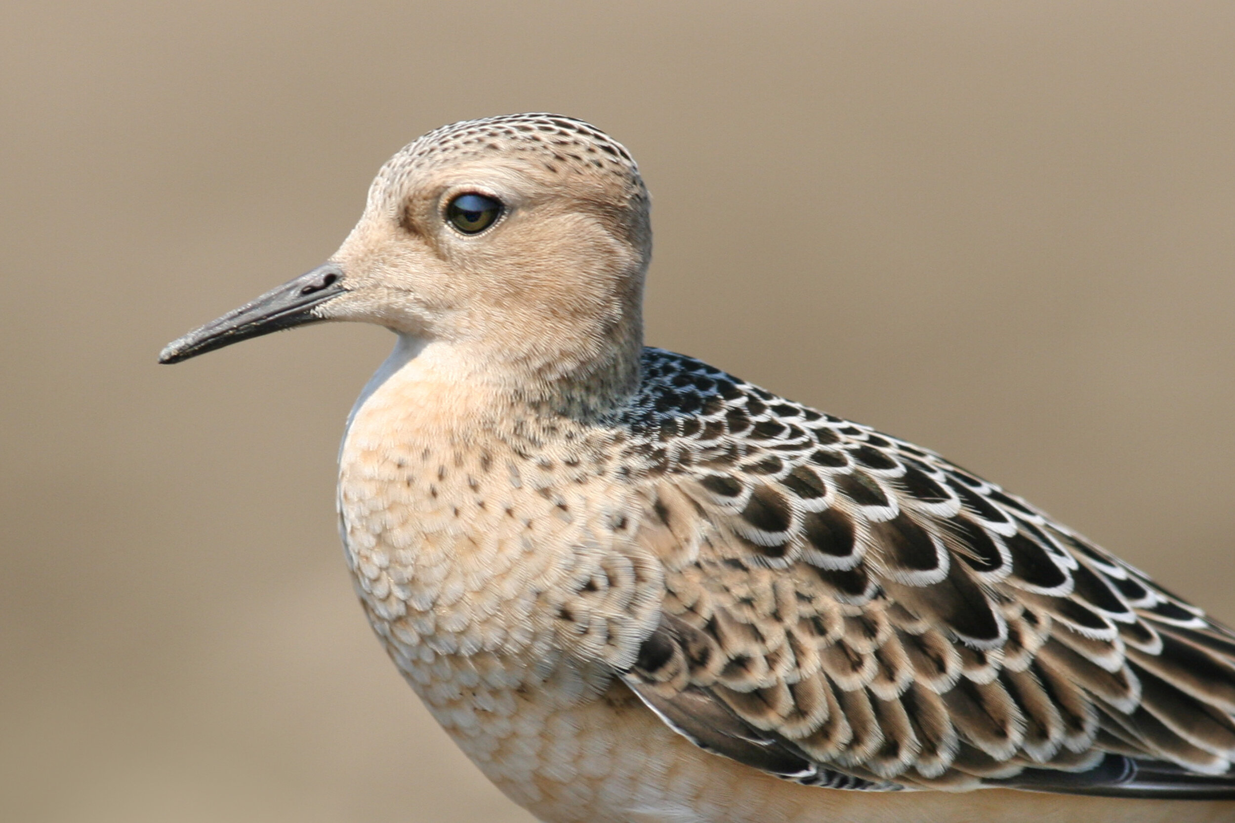 buff-breasted_sandpiper_IMG_0623b.jpg