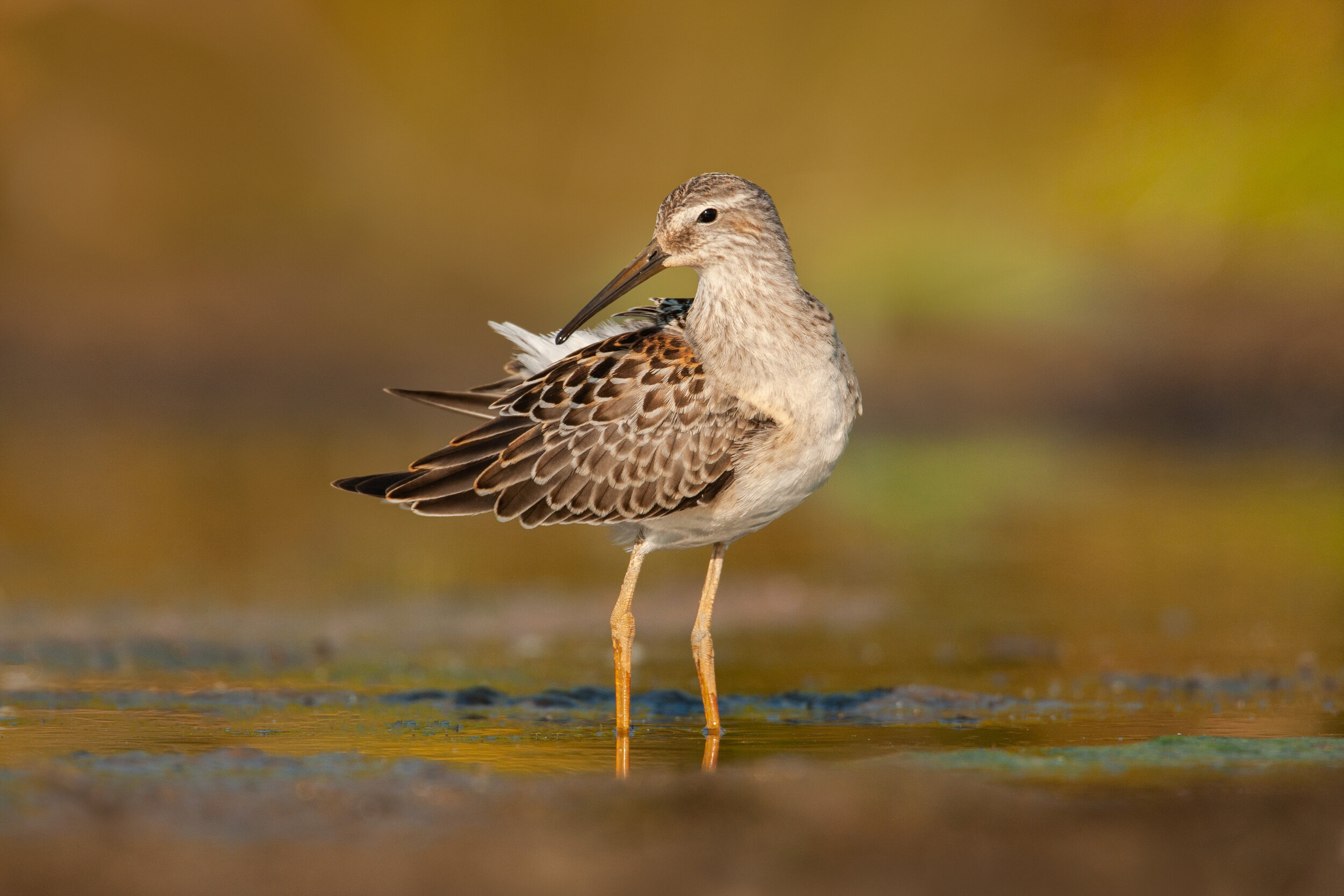 stilt_sandpiper_IMG_9676b.jpg