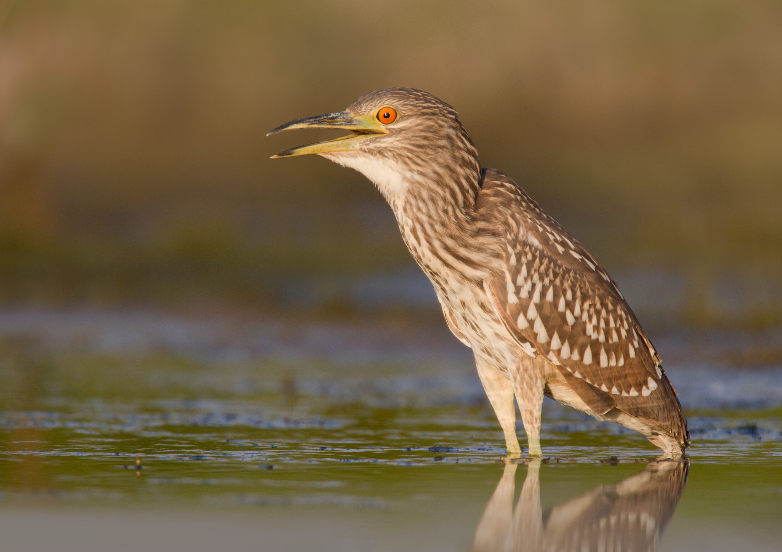 blsck-crowned_night_heron_00347719b.jpg