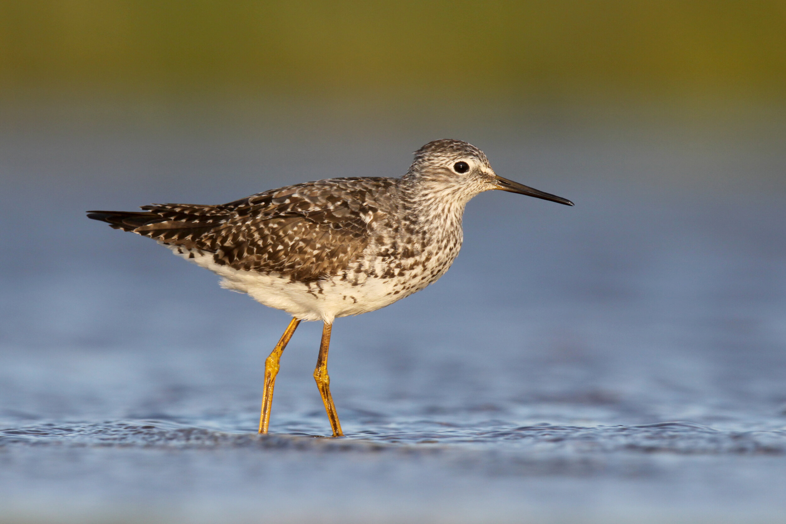 lesser_yellowlegs_USA_Ohio_adult_0173451b.jpg