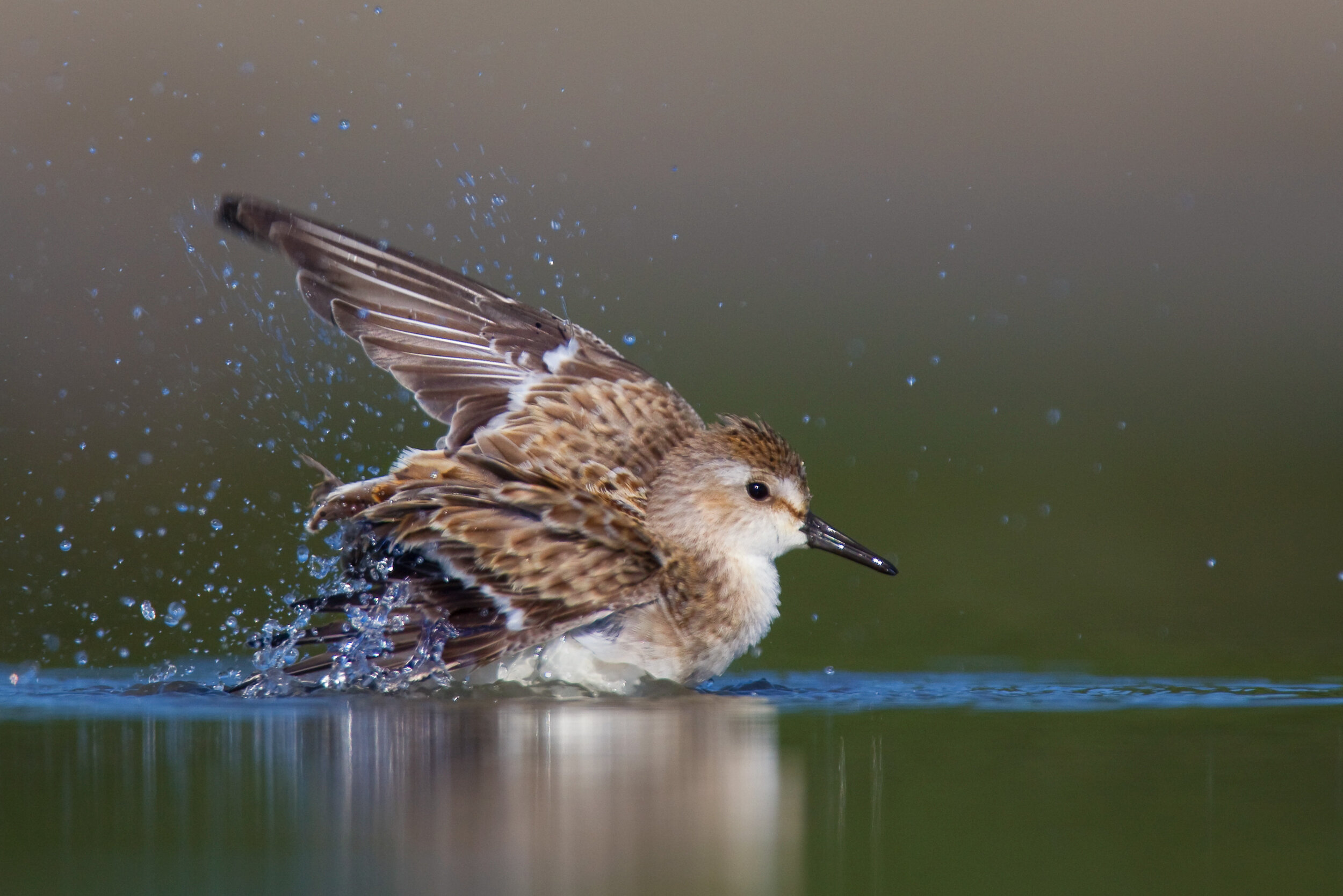 semi-palmated_sandpiper_EI8C0269196c-2.jpg