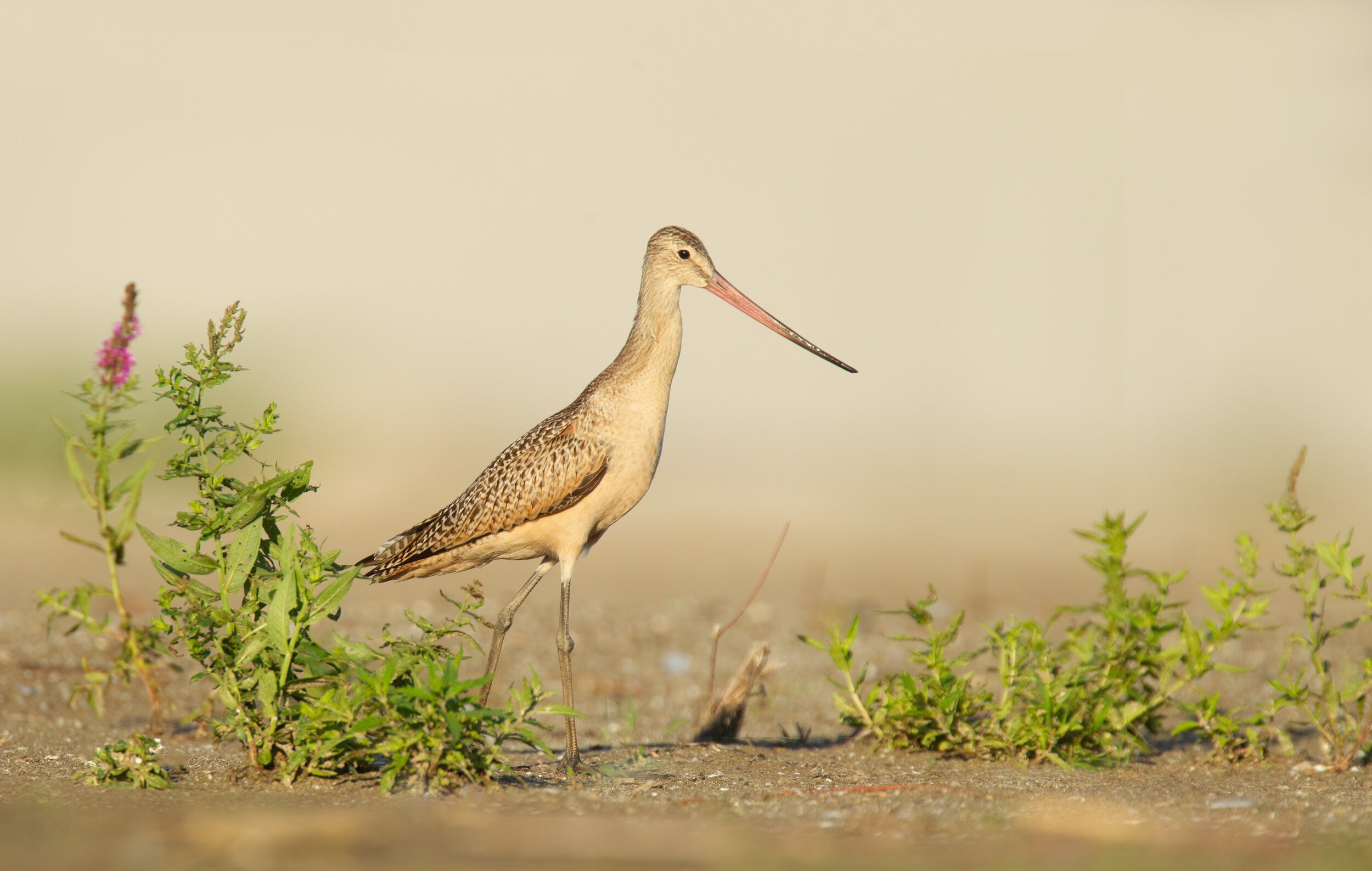 marbled_godwit_EI8C2568b.jpg