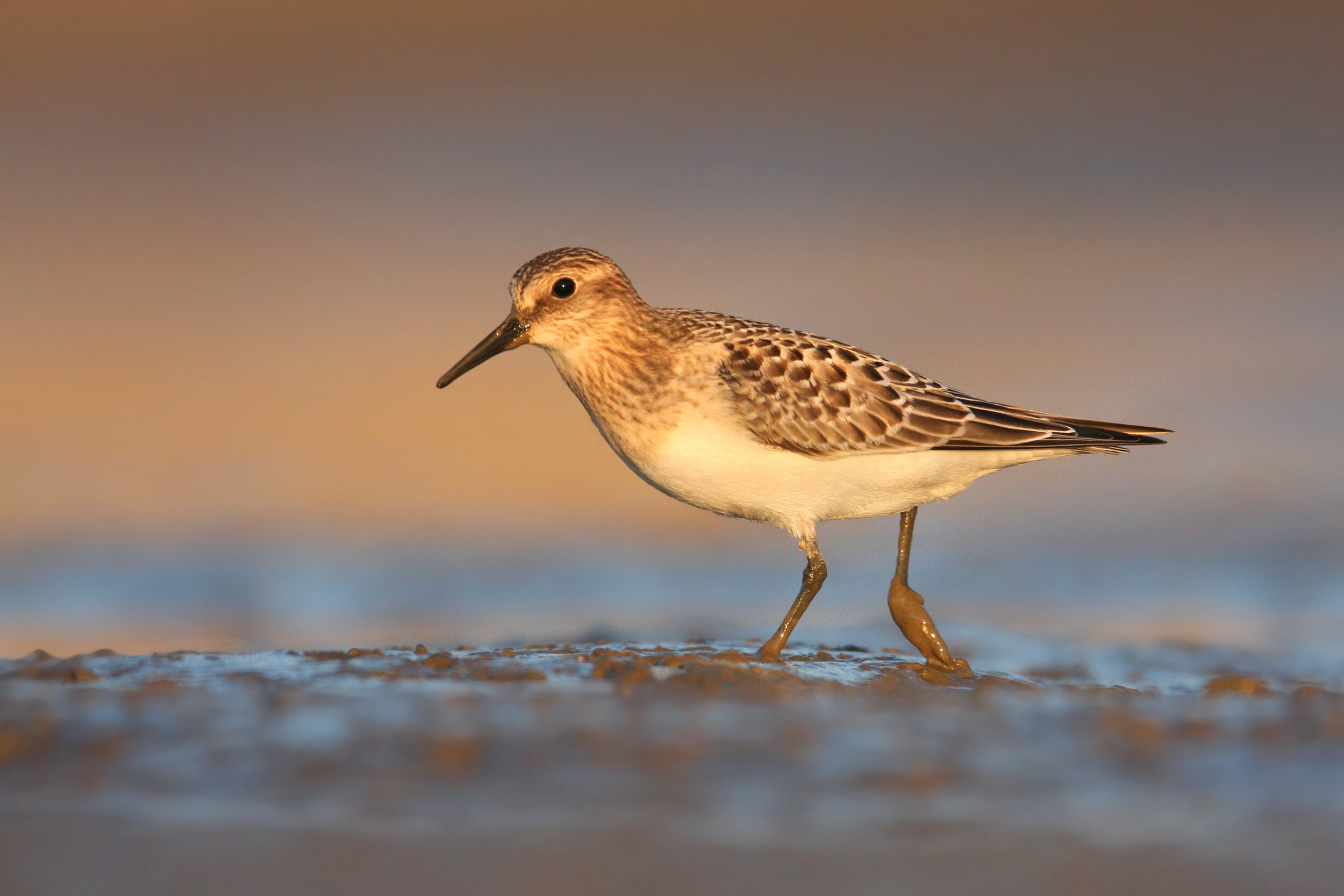 bairds_sandpiper_0000b.jpg