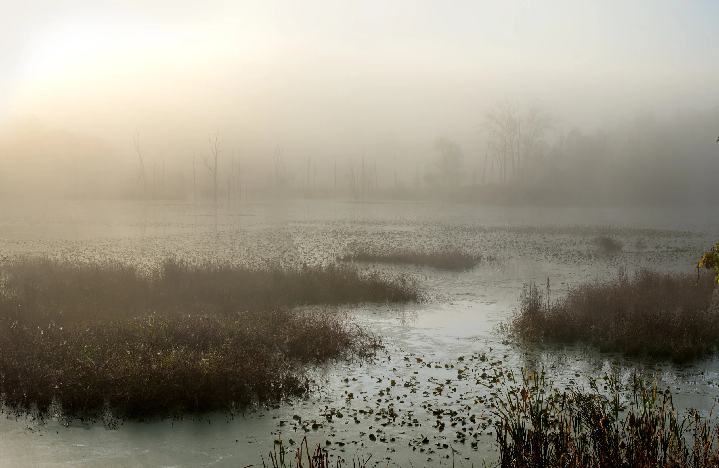 beaver_pond_00507982b.jpg