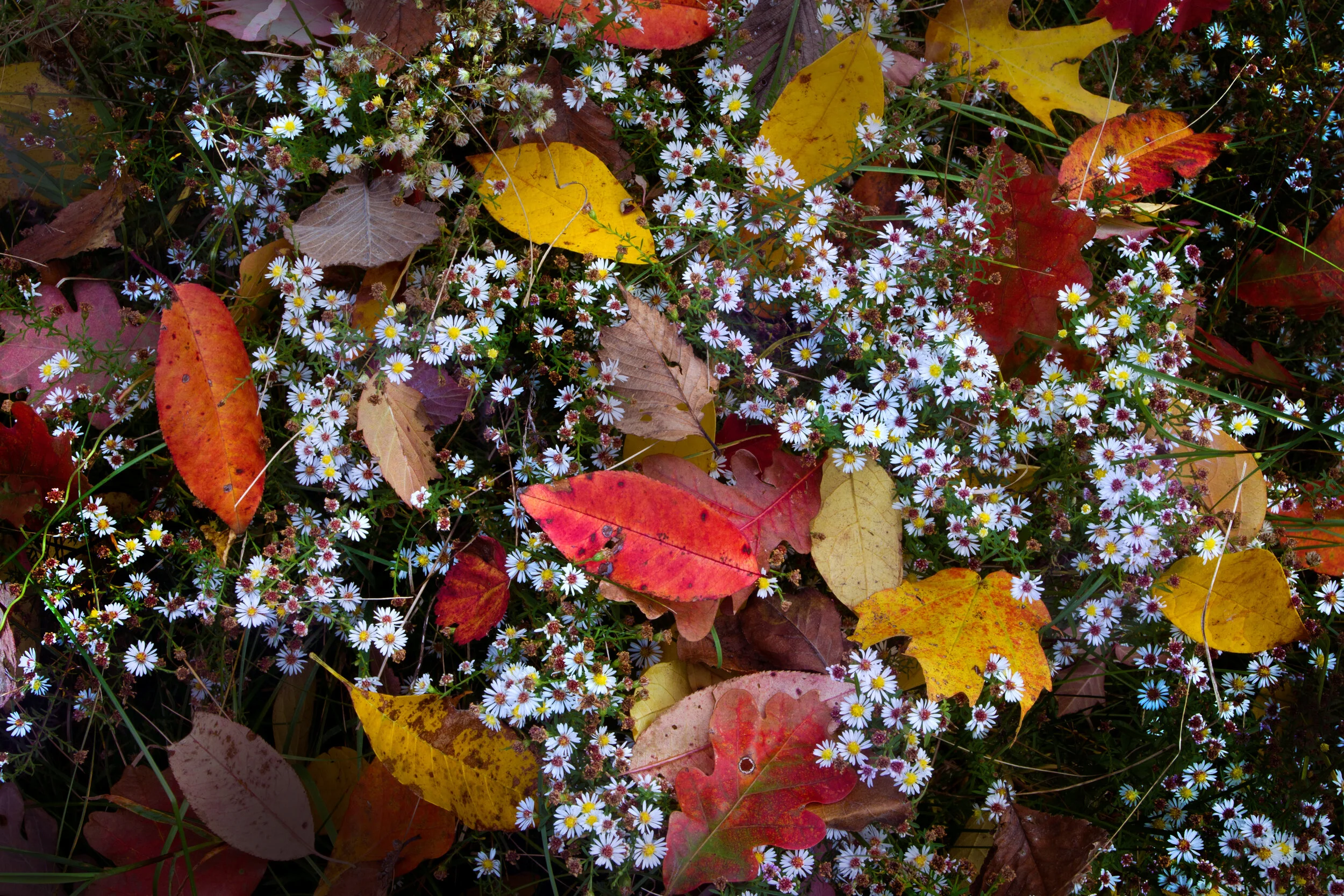 leaves_00347280b.jpg