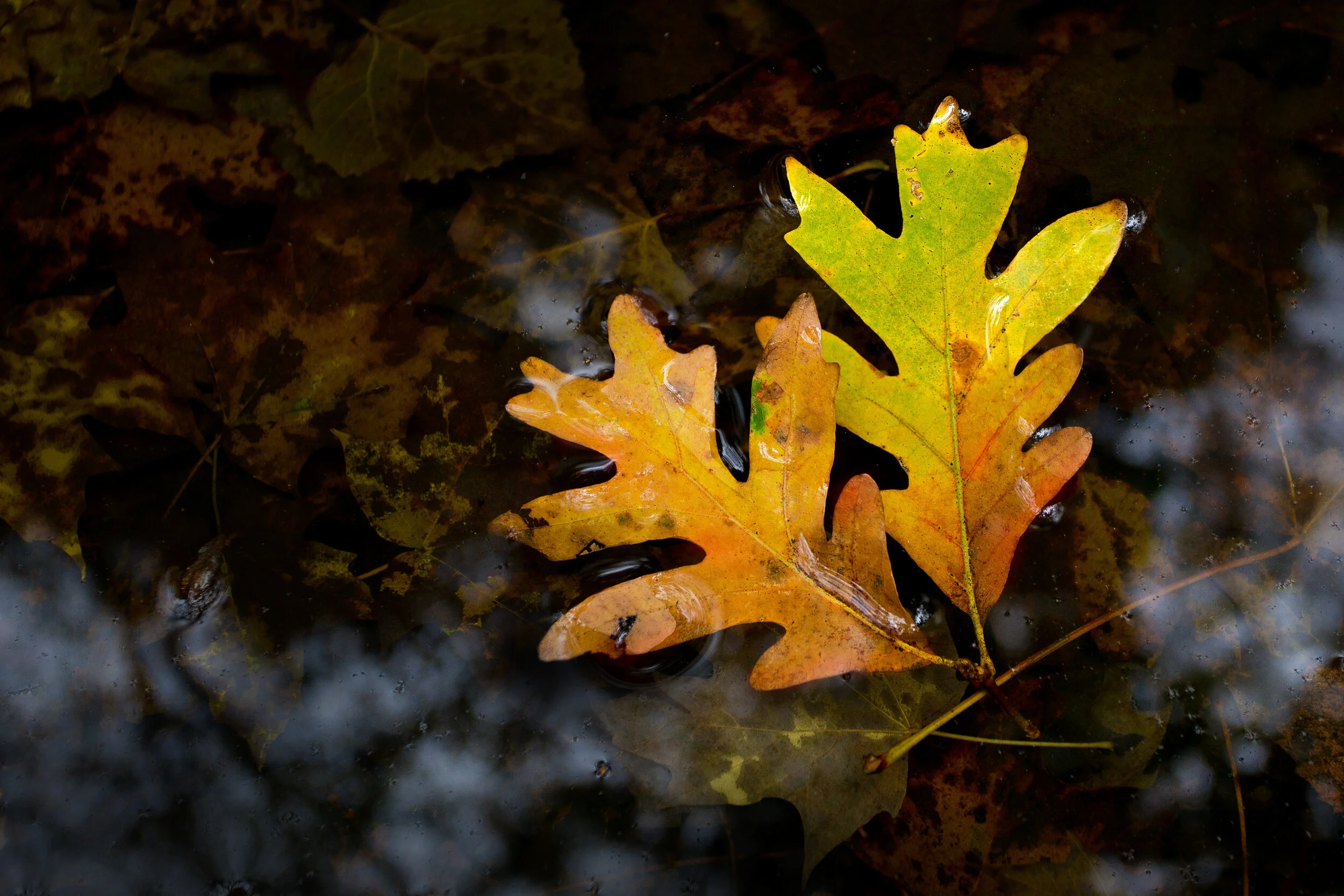 oak_leaves_00354629b.jpg