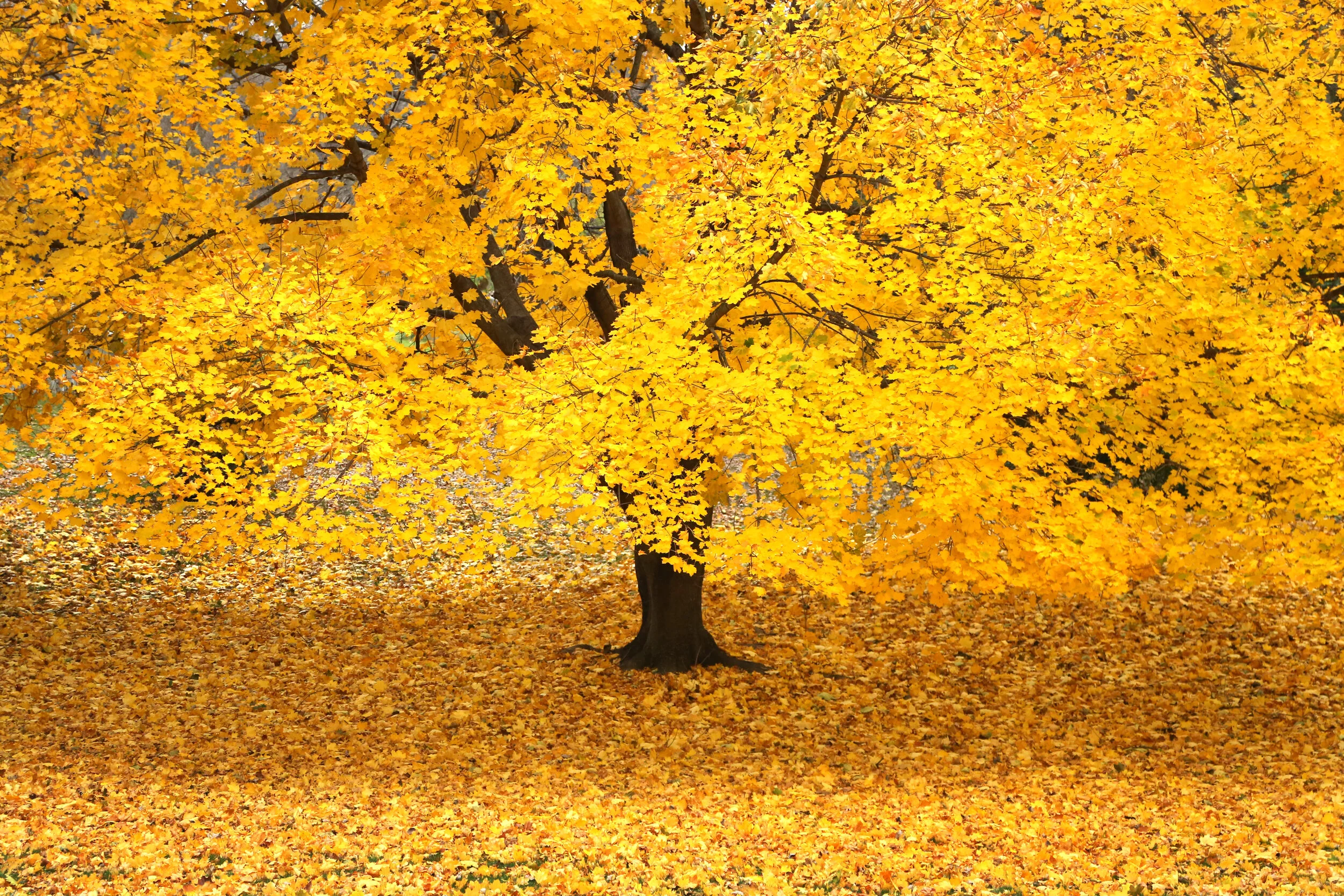 sugar_maple_5F6A6997b.jpg