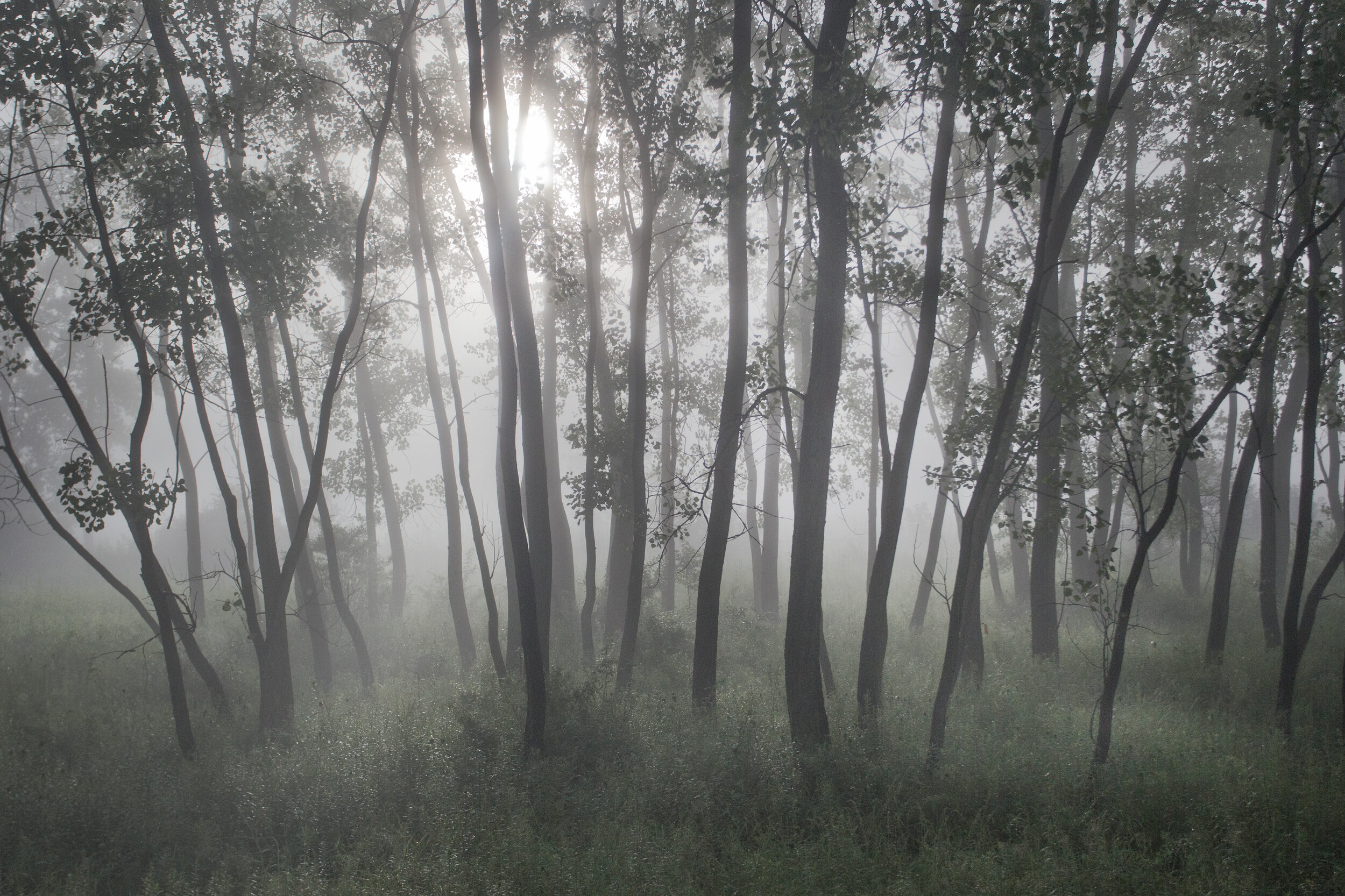 jaite_trees_00456894b.jpg