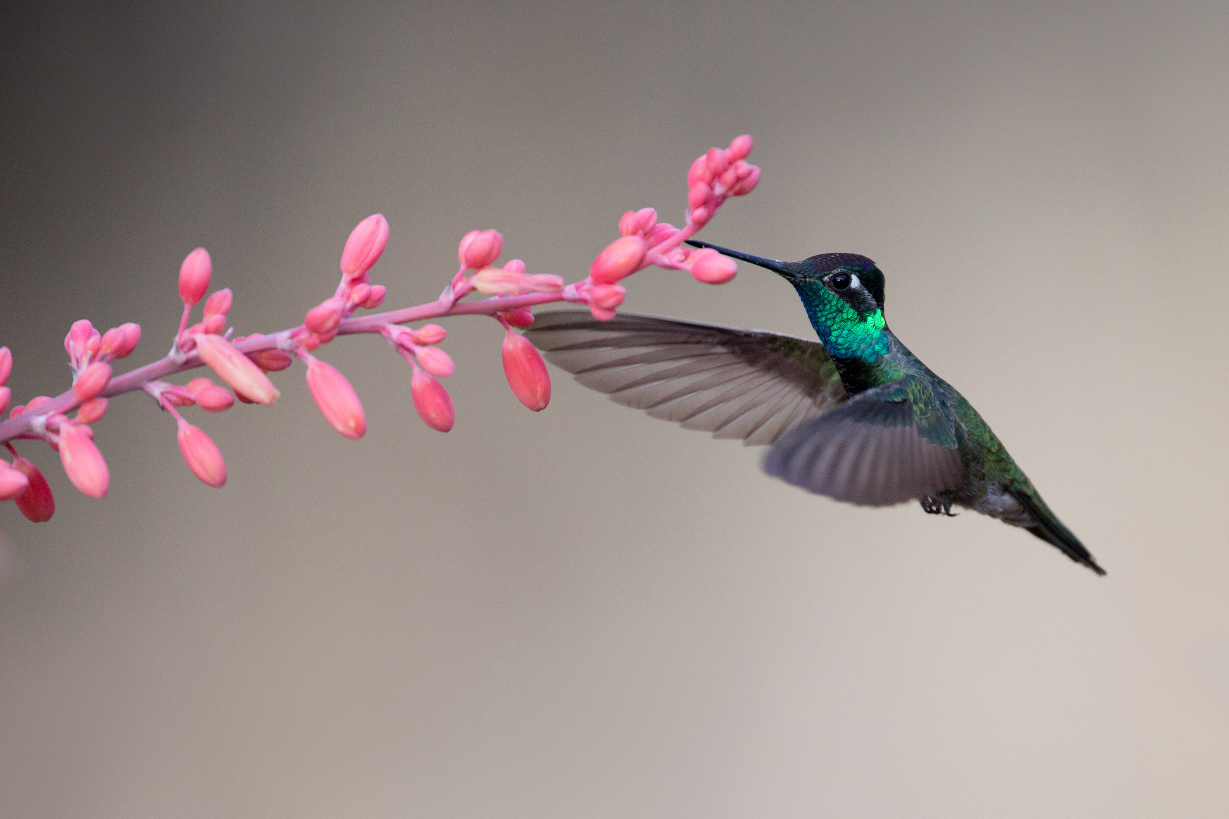rivolis_hummingbird_AG3P4002b.jpg