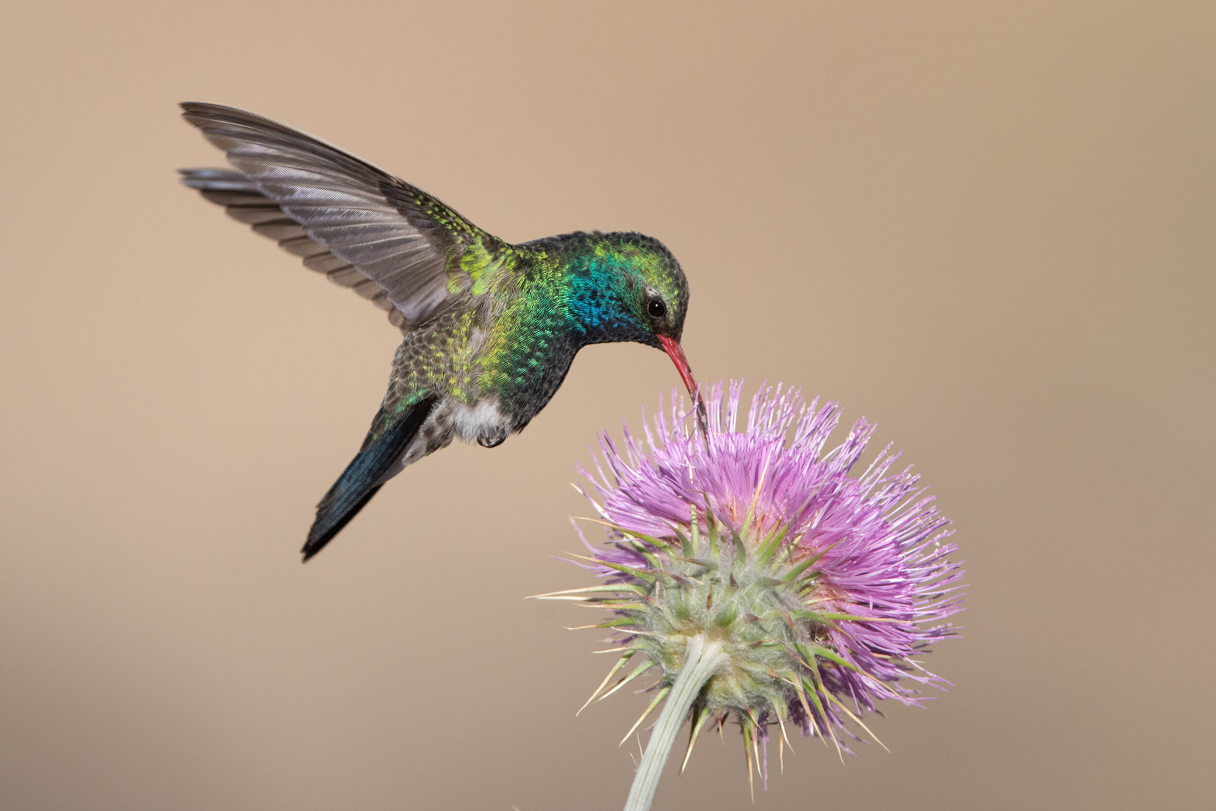 broad-billed_hummingbird_002_9277b.jpg
