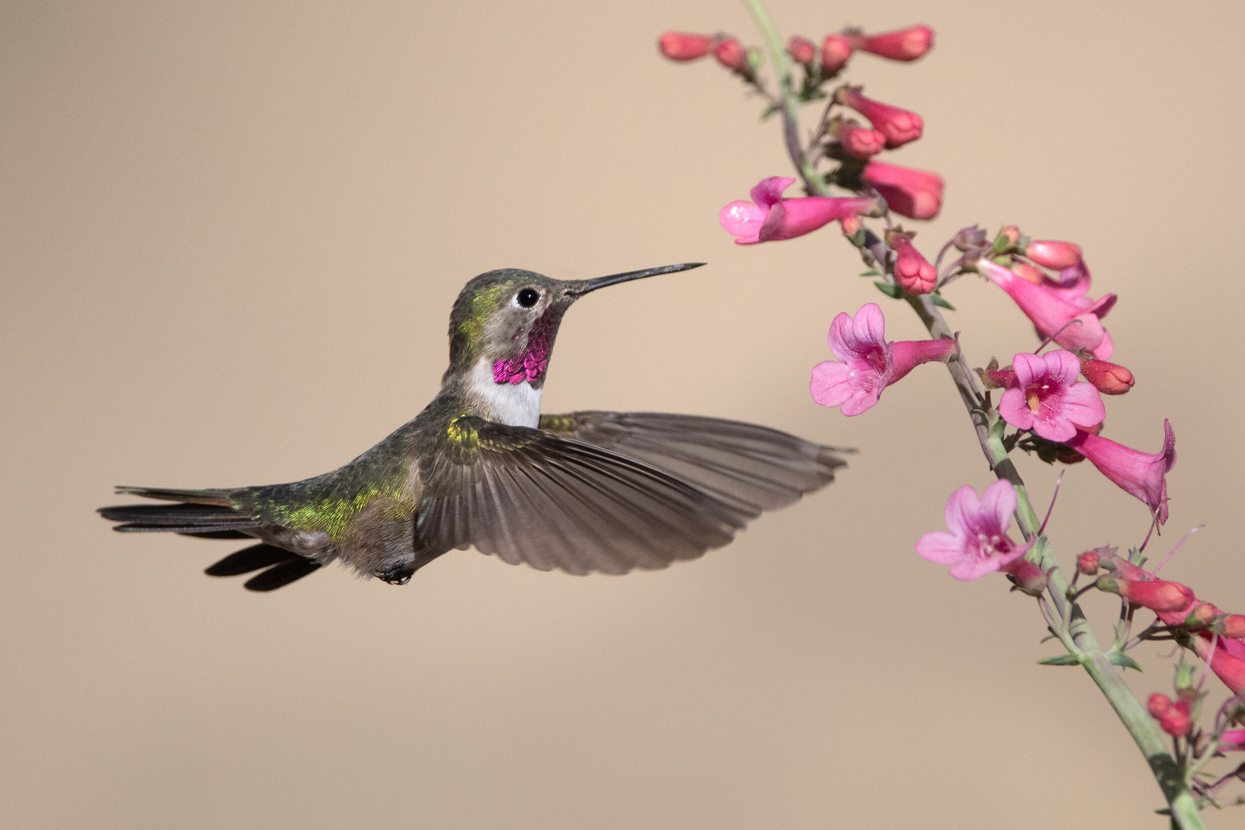 broad-tailed_hummingbird_002_6333c'.jpg