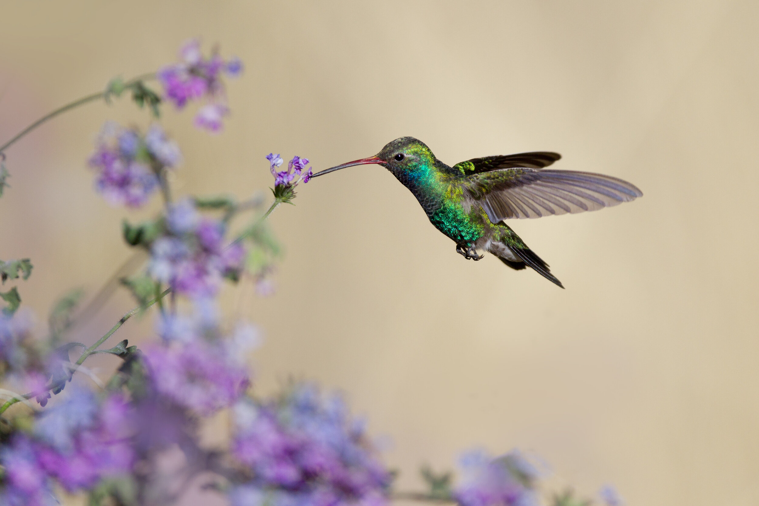 broad-billed_hummingbird_00420189b.jpg