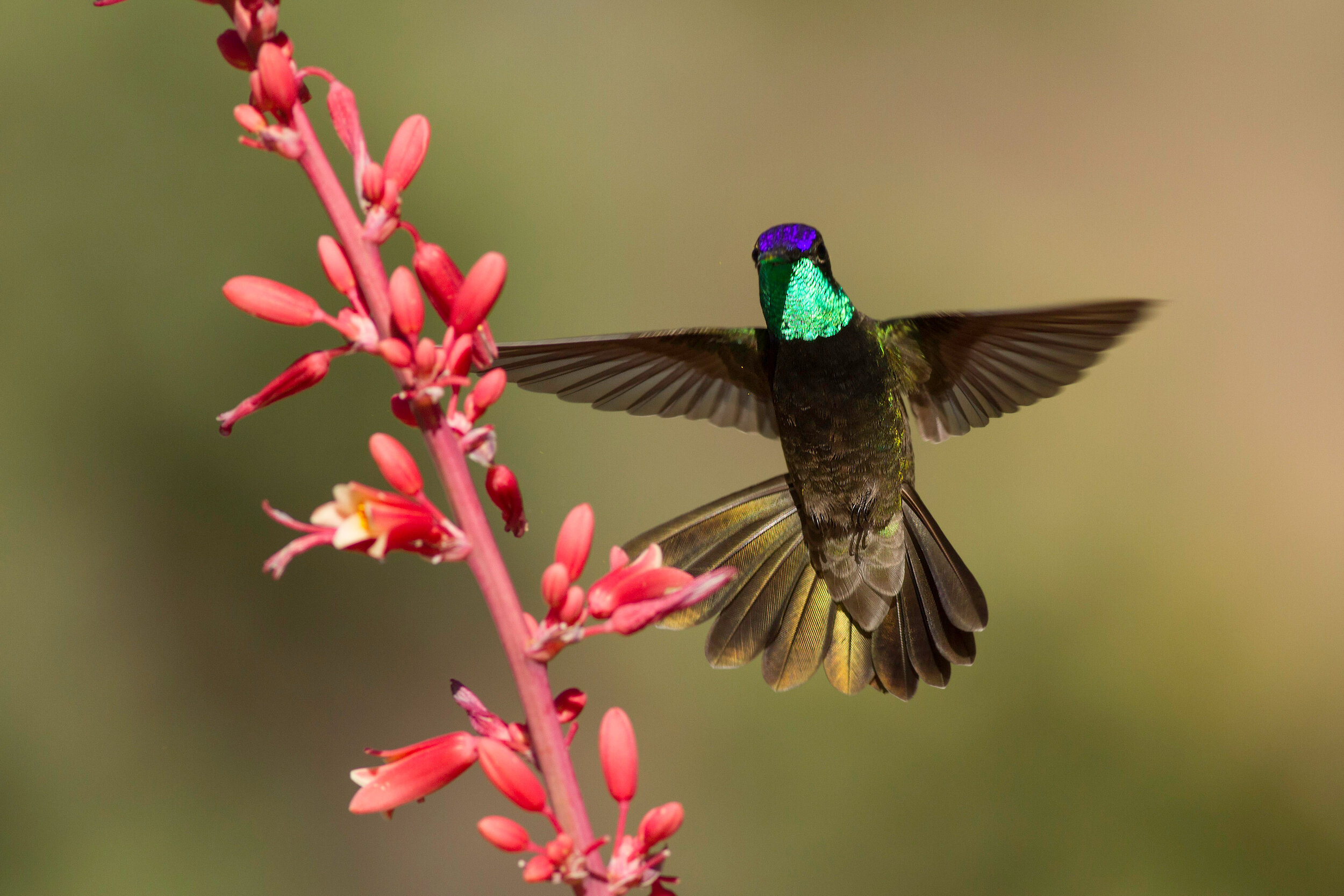 magnificent_hummingbird_9501a.jpg