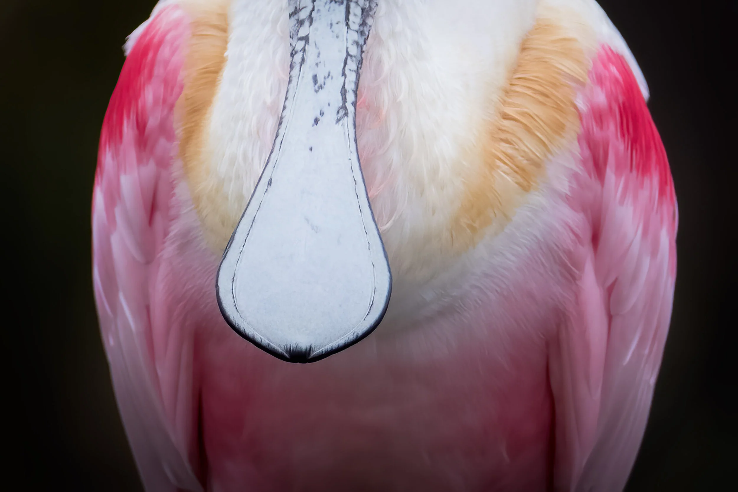 roseate_spoonbill_C76A5024b_noise.jpg