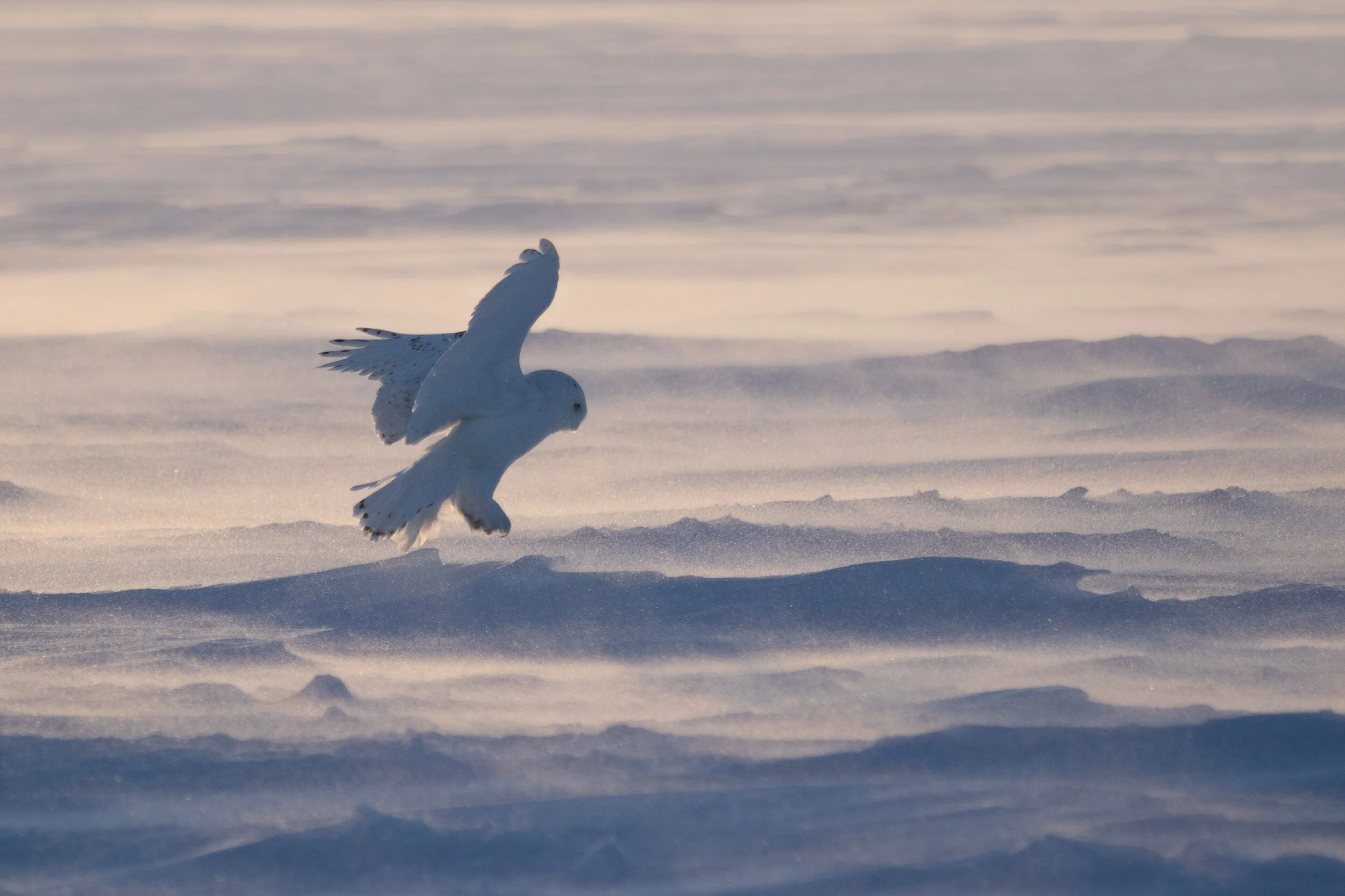 snowy_owl_C76A8304b.jpg