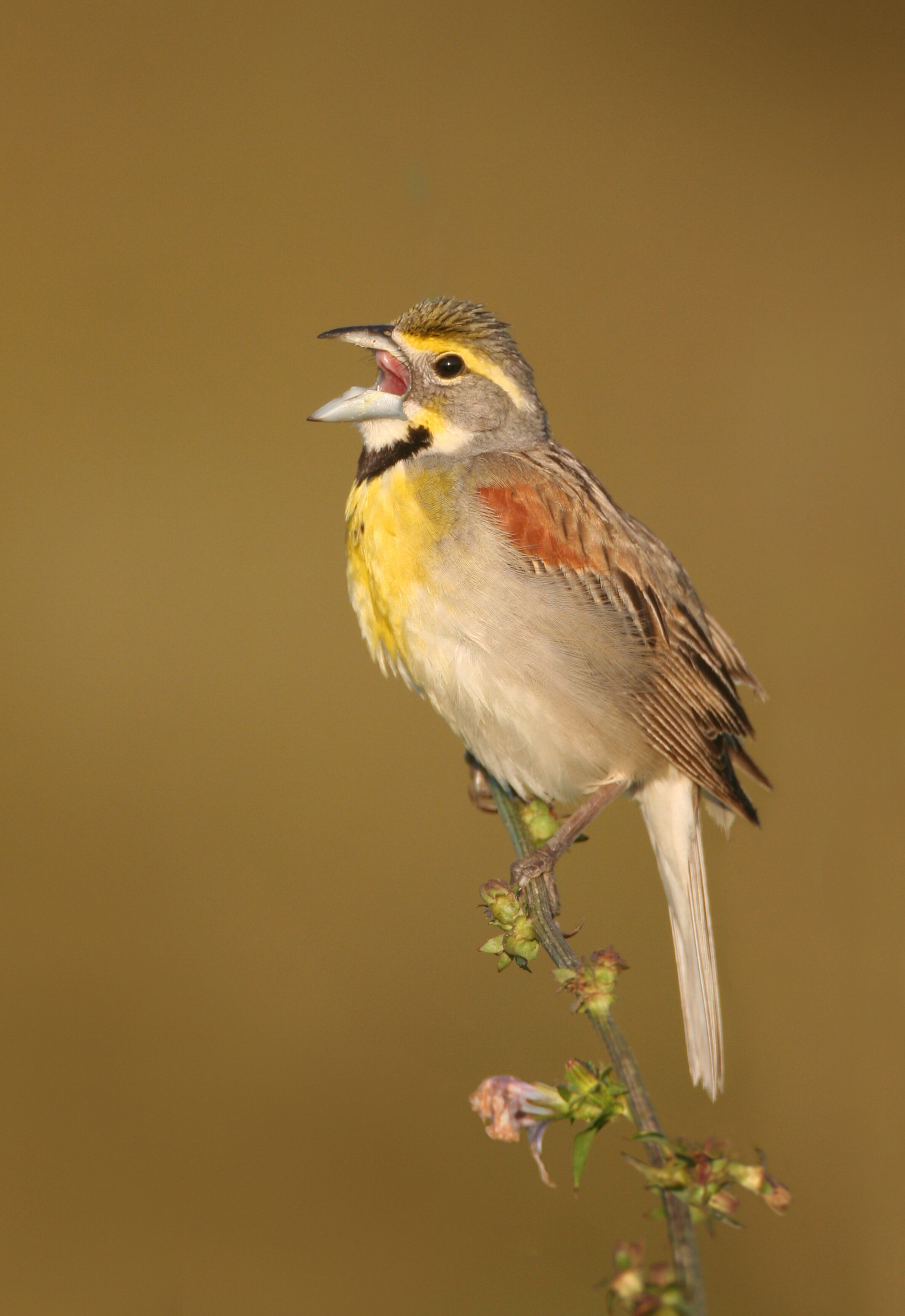 Dickcissel_0126326bw.jpg