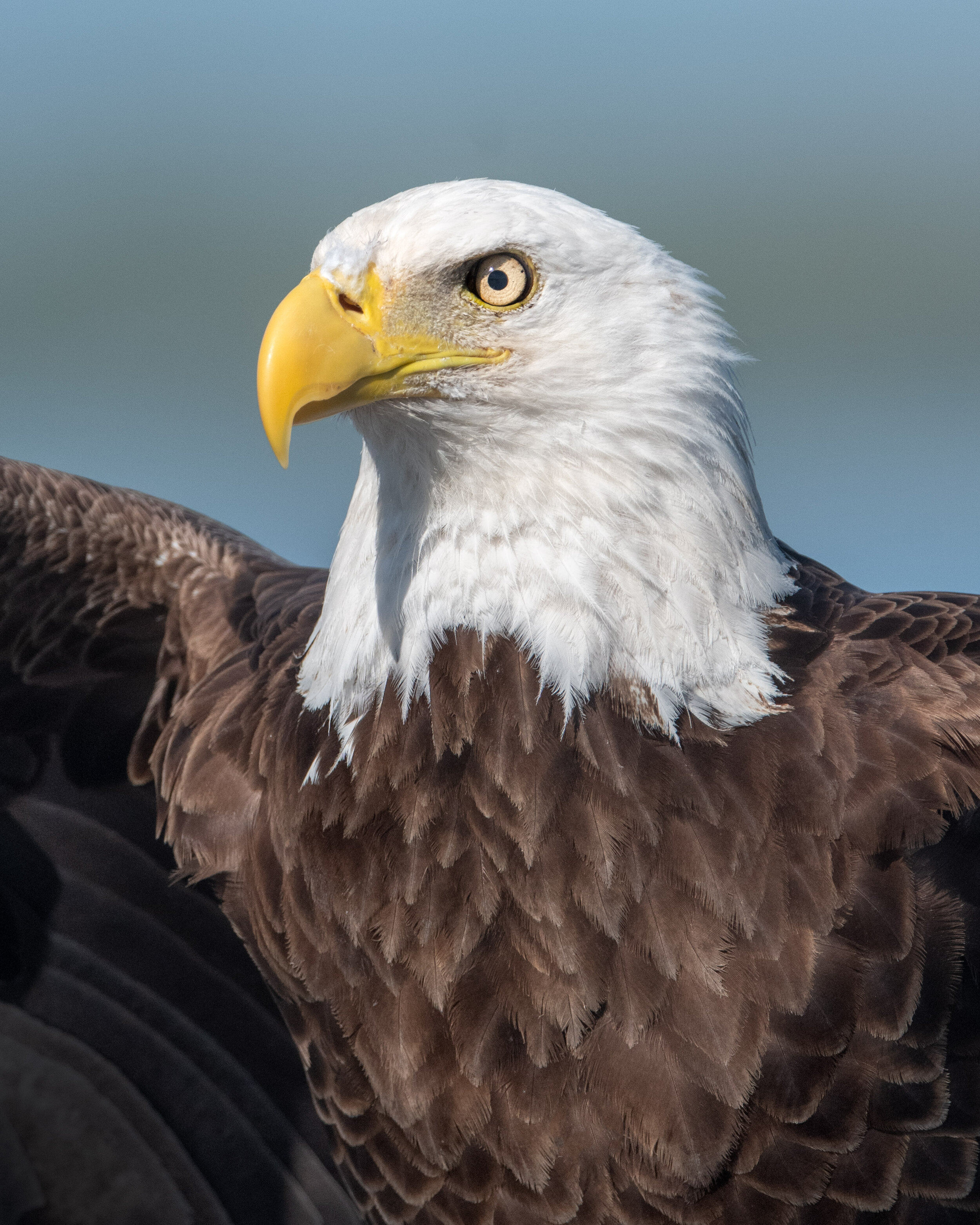 bald_eagle_008_3140b.jpg