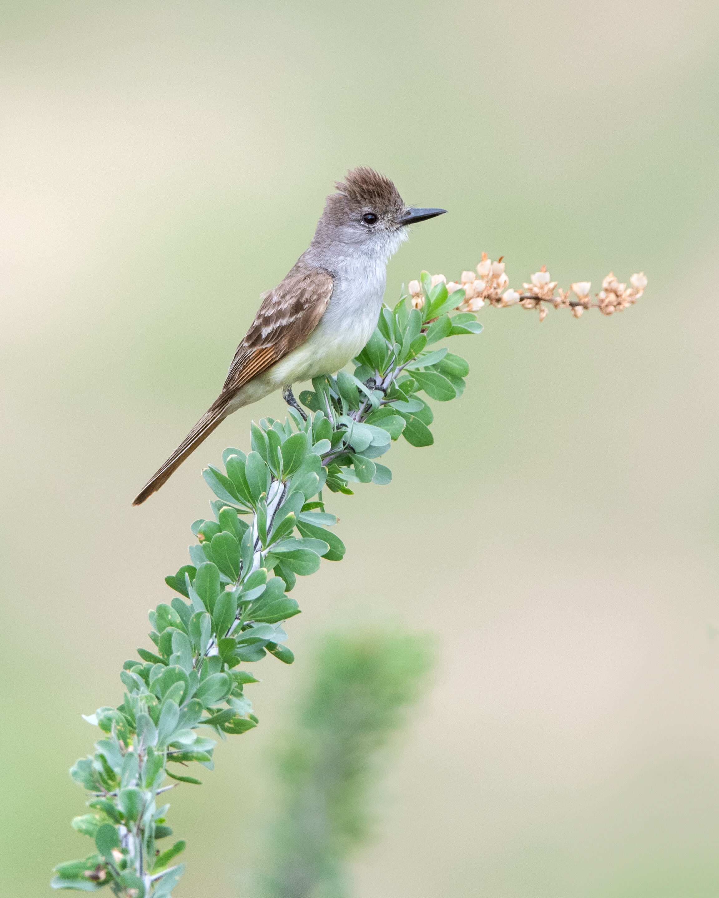 ash-throated_flycatcher_013_3929d.jpg