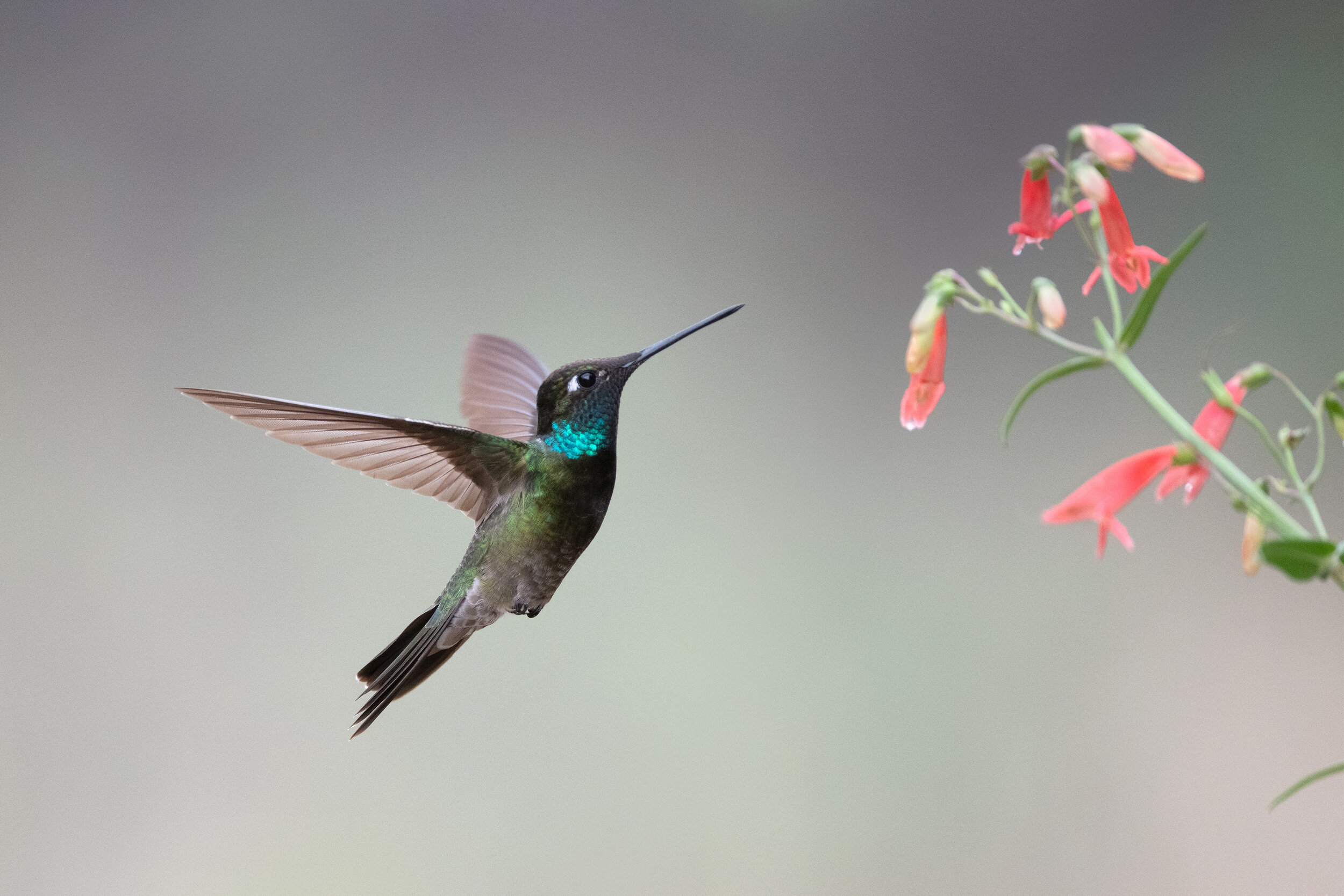 rivolis_hummingbird_013_2571b.jpg