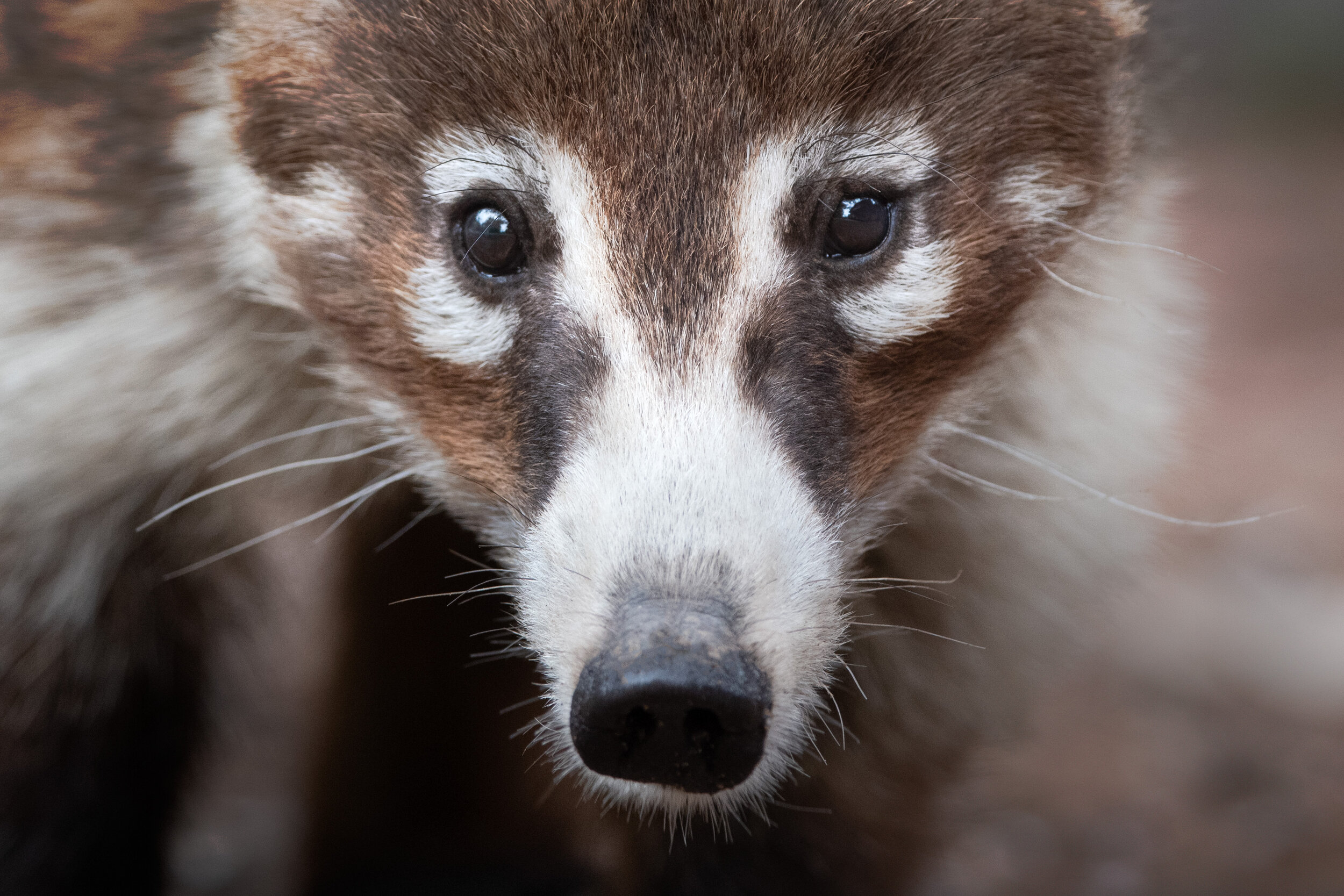 coati_013_2502b.jpg