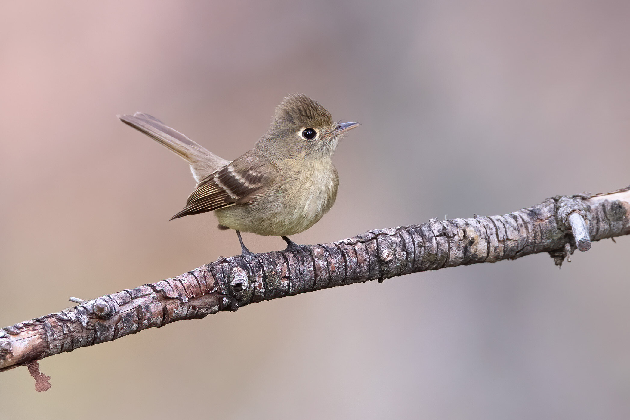 cordelleron_flycatcher_013_5998b-Edit.jpg