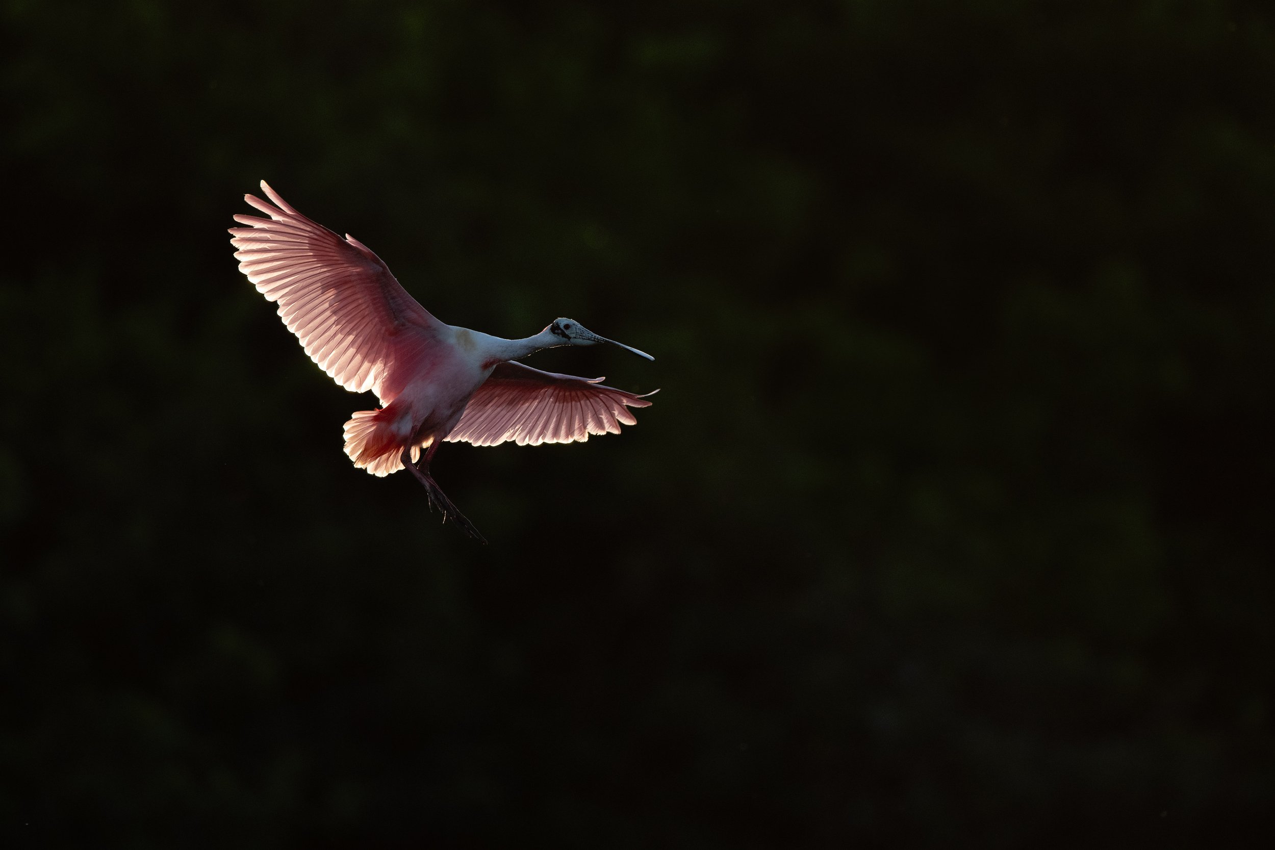 roseate_spoonbill_008_4634-Edit.jpg