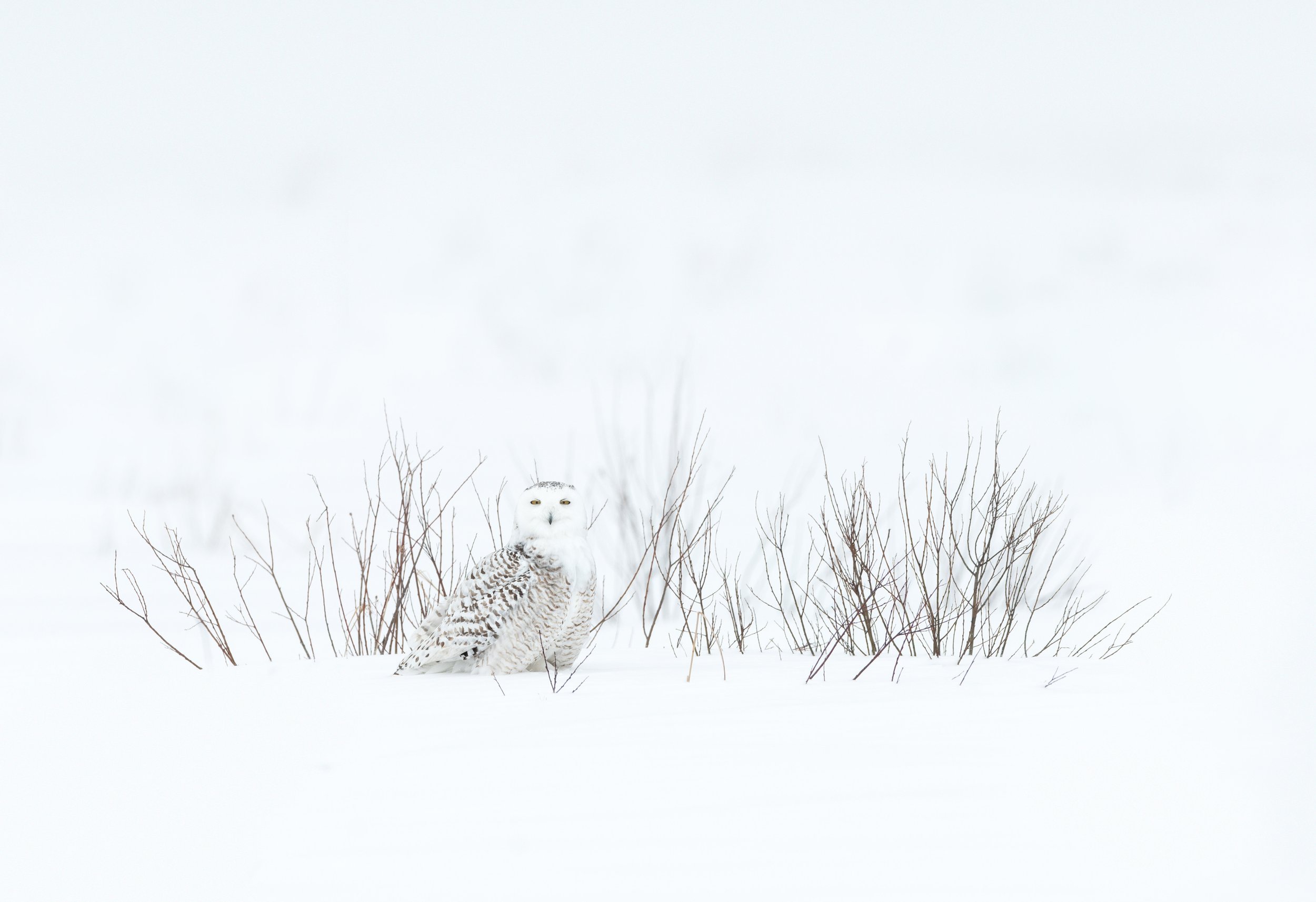 snowy_owl_002_3529b.jpg